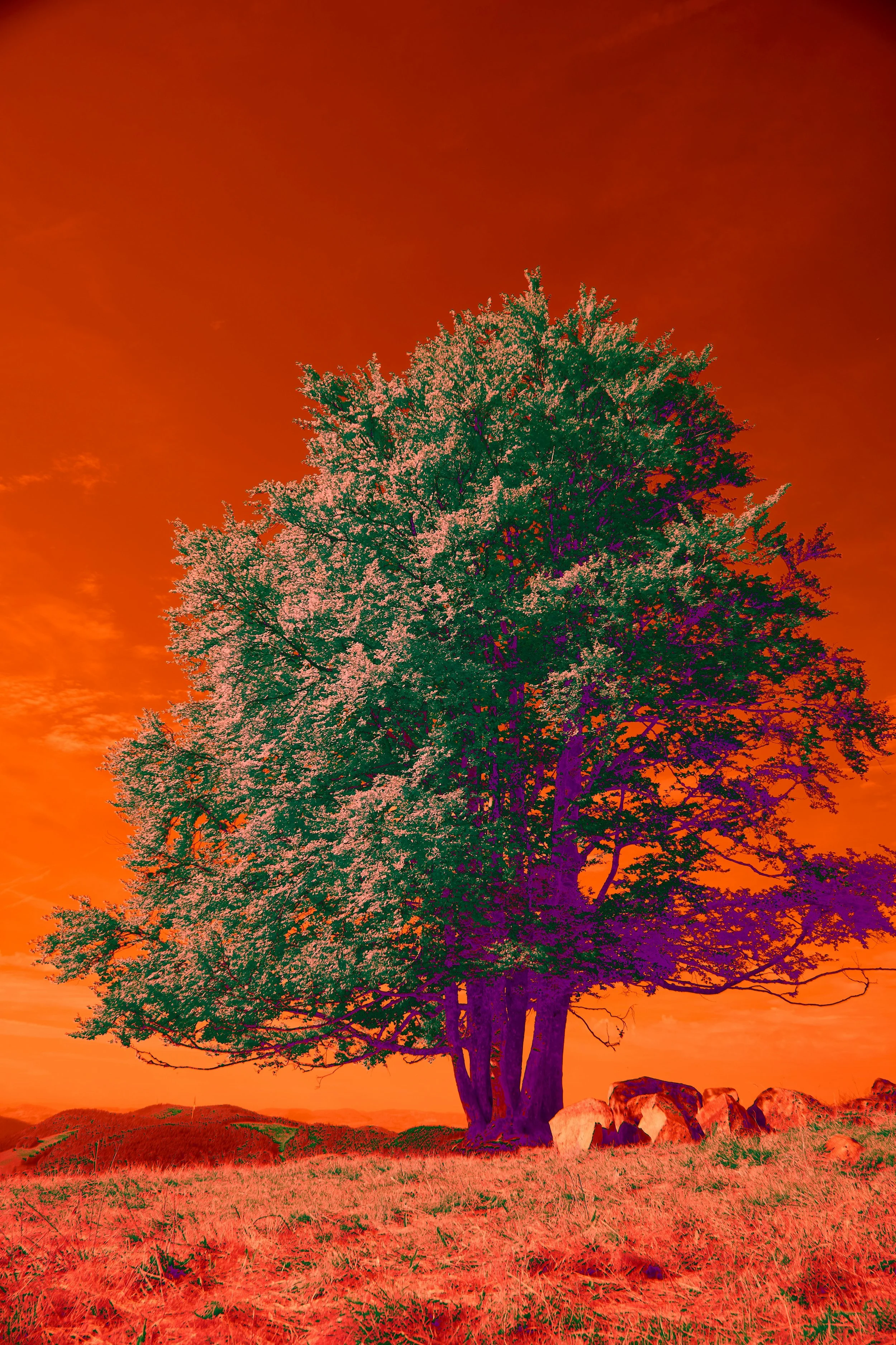 An altered photo of a large leafy multi-trunked tree against a red sky. Photo by Wolfgang Hasselman via Unsplash