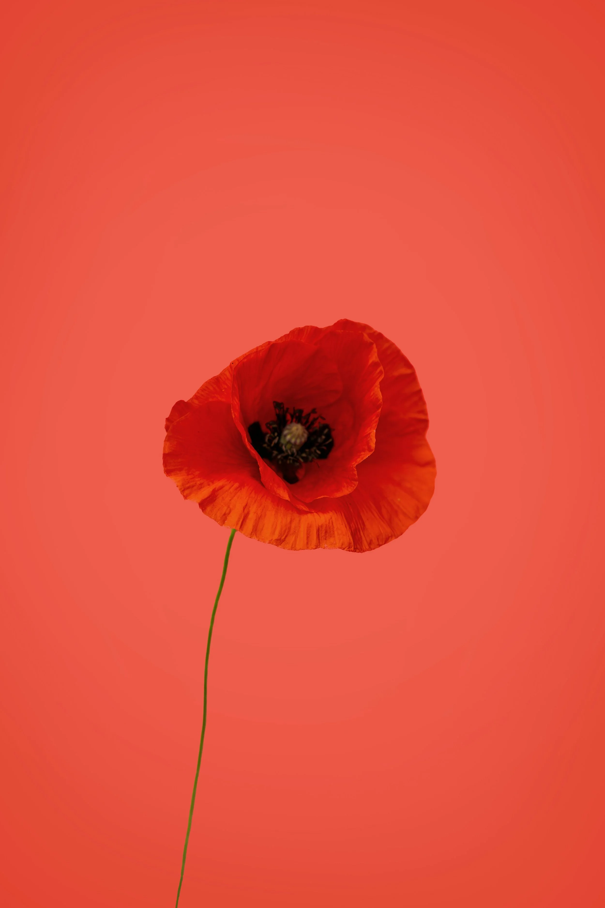 Single opened poppy flower with thin green stem on a red-orange background. Photo by Lorin Both via Unsplash