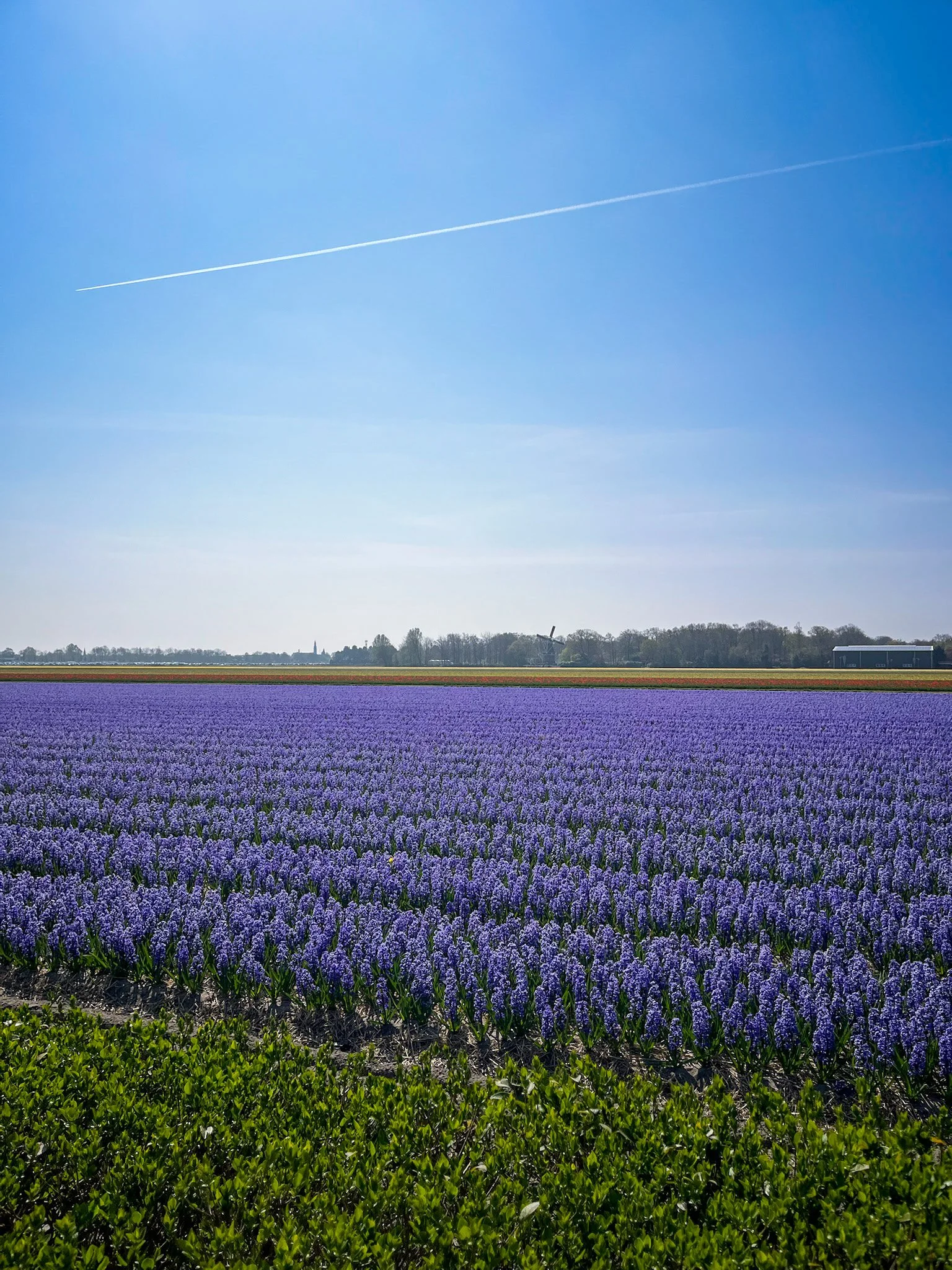 Flowers Lisse Netherlands, Amsterdam