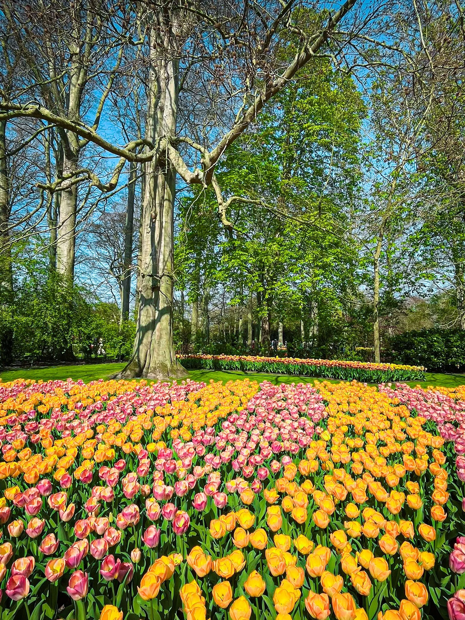Keukenhof Botanical Gardens, Amsterdam