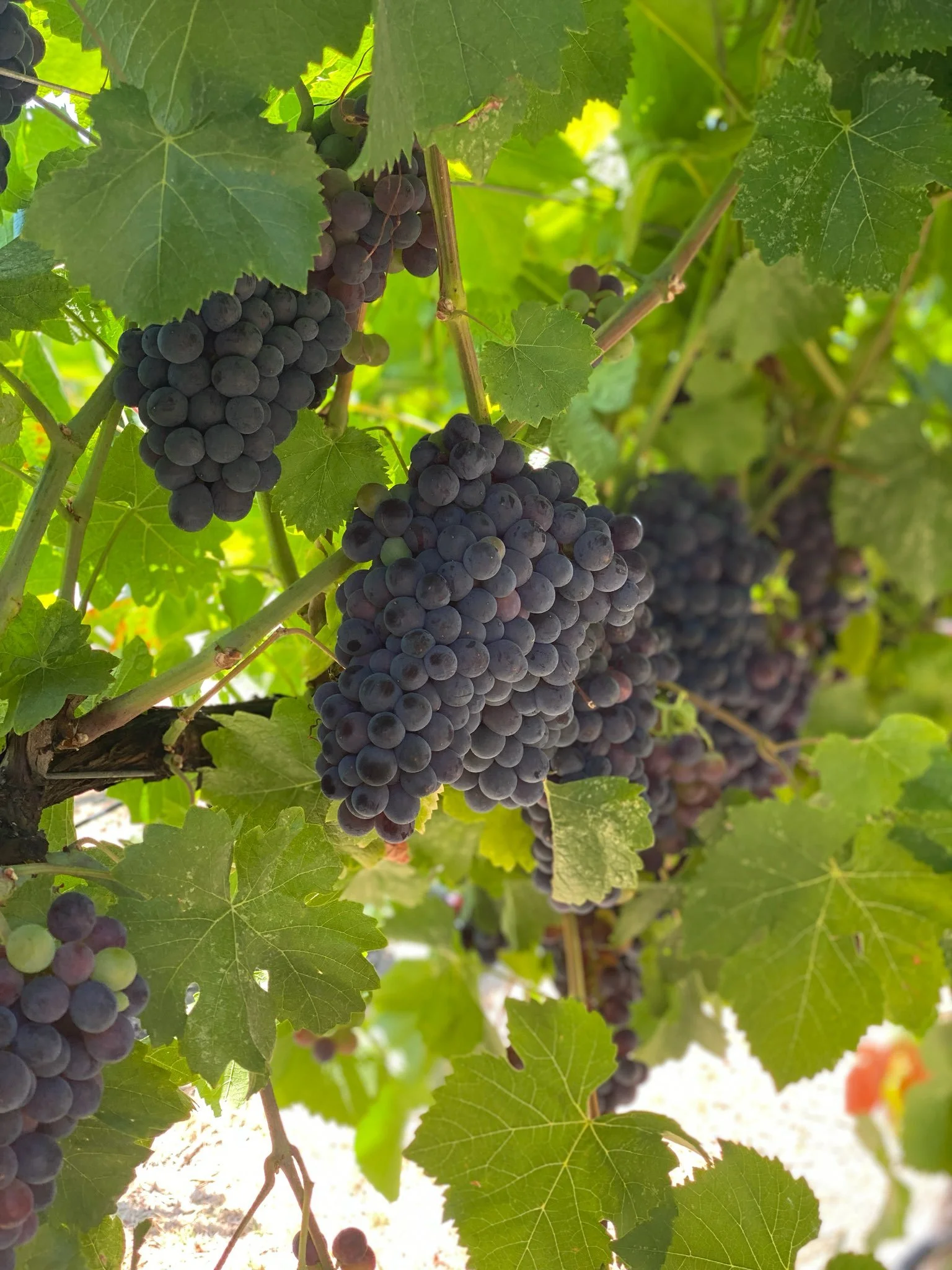 20565854-07a0-4fa0-b69e-b757b5029354 (1).jpeg