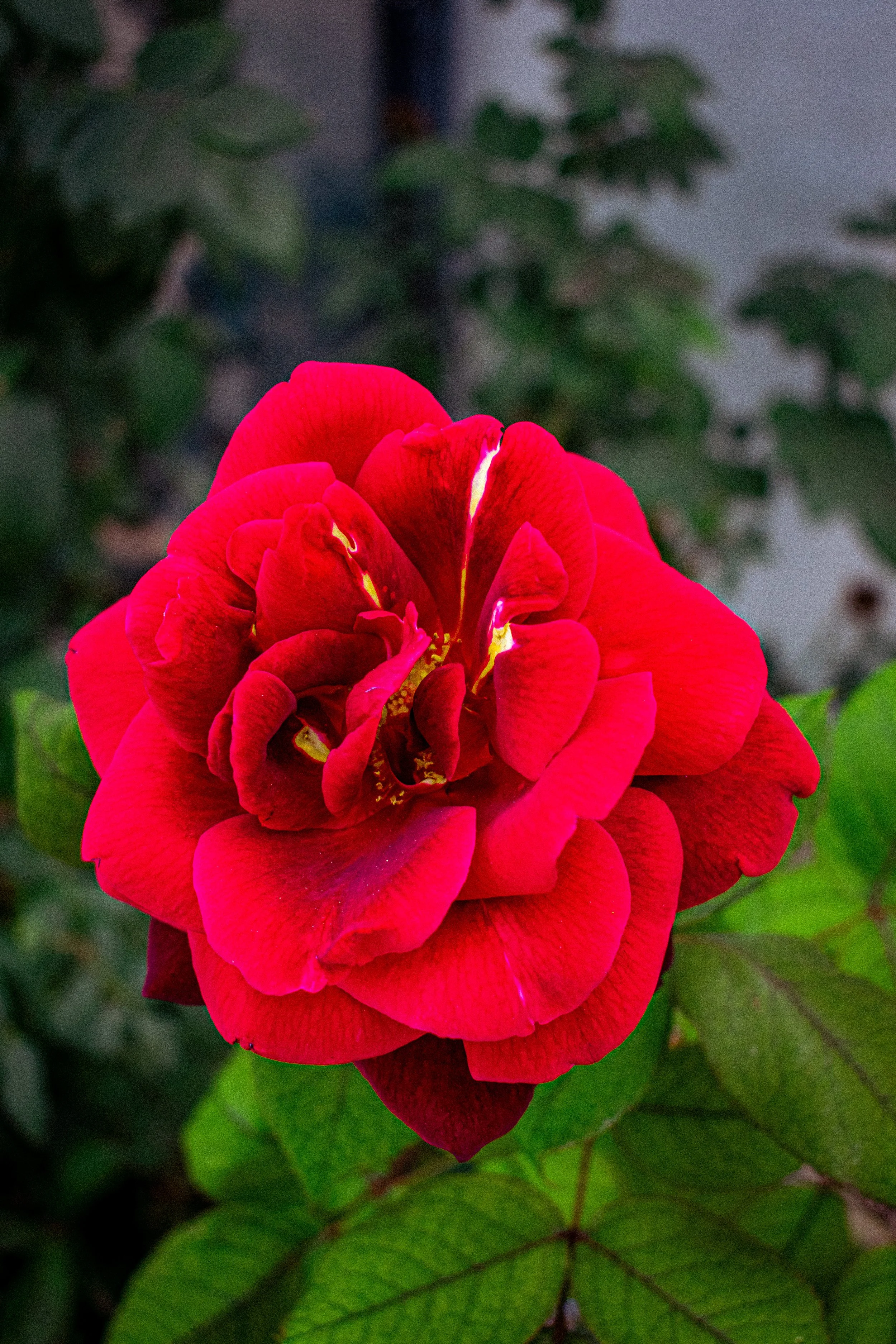 Close-up of a vibrant red rose with green leaves in the background.