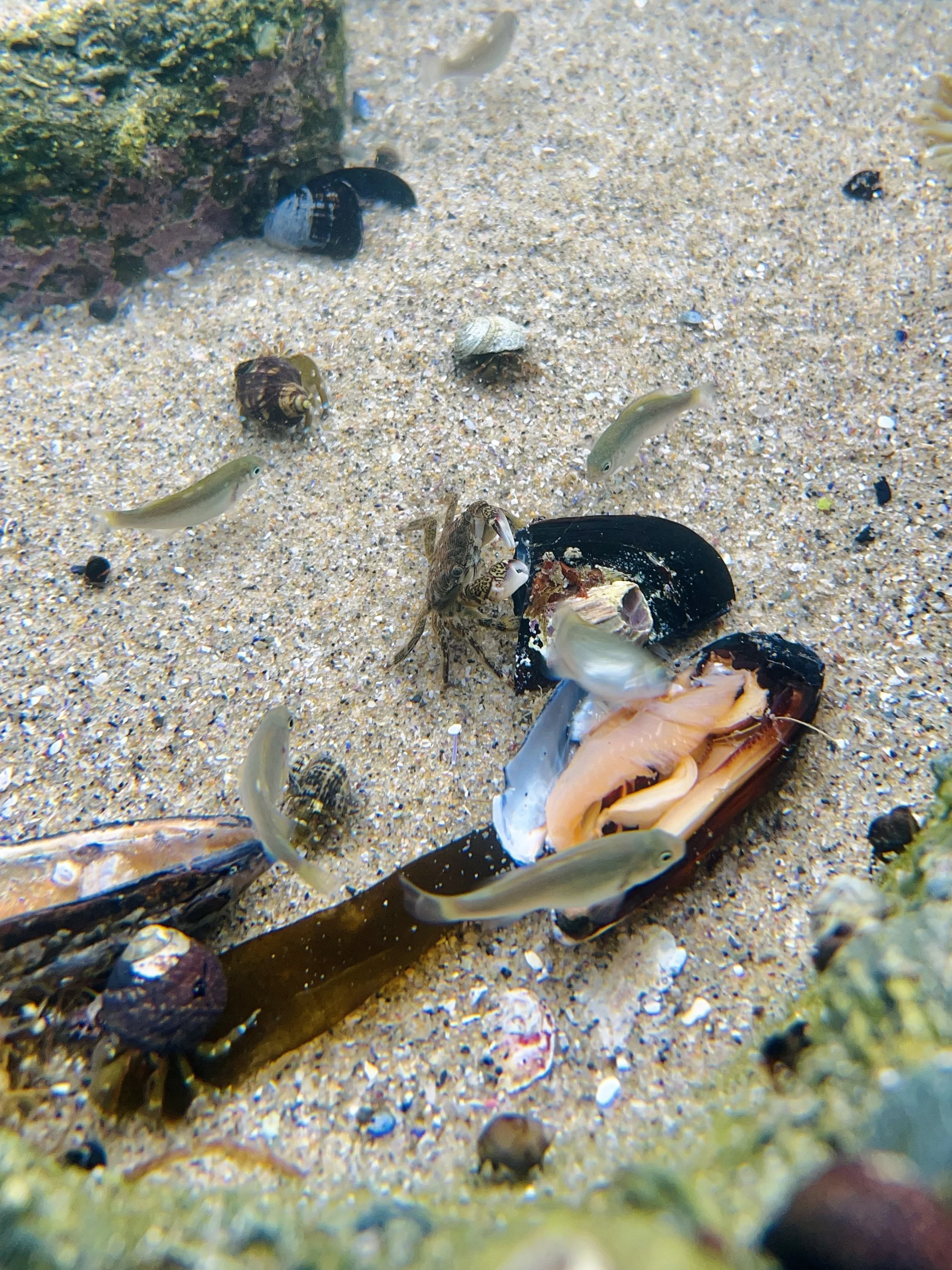 Underwater scene with a hermit crab on sandy ocean floor, surrounded by tiny fish, shells, and marine life.