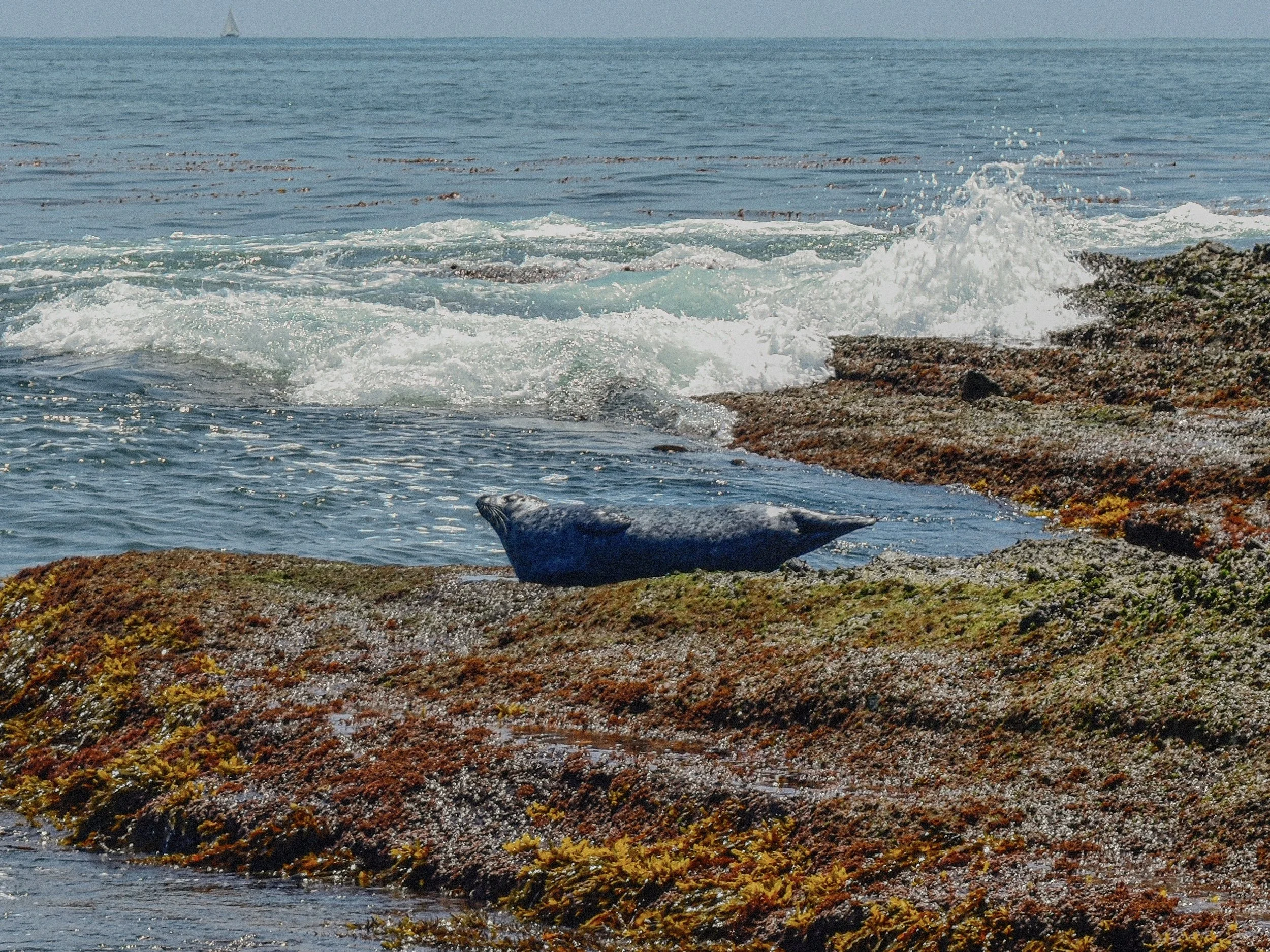Seals resting on colorful rocky shore near the ocean with waves crashing nearby and a sailboat in the distance.