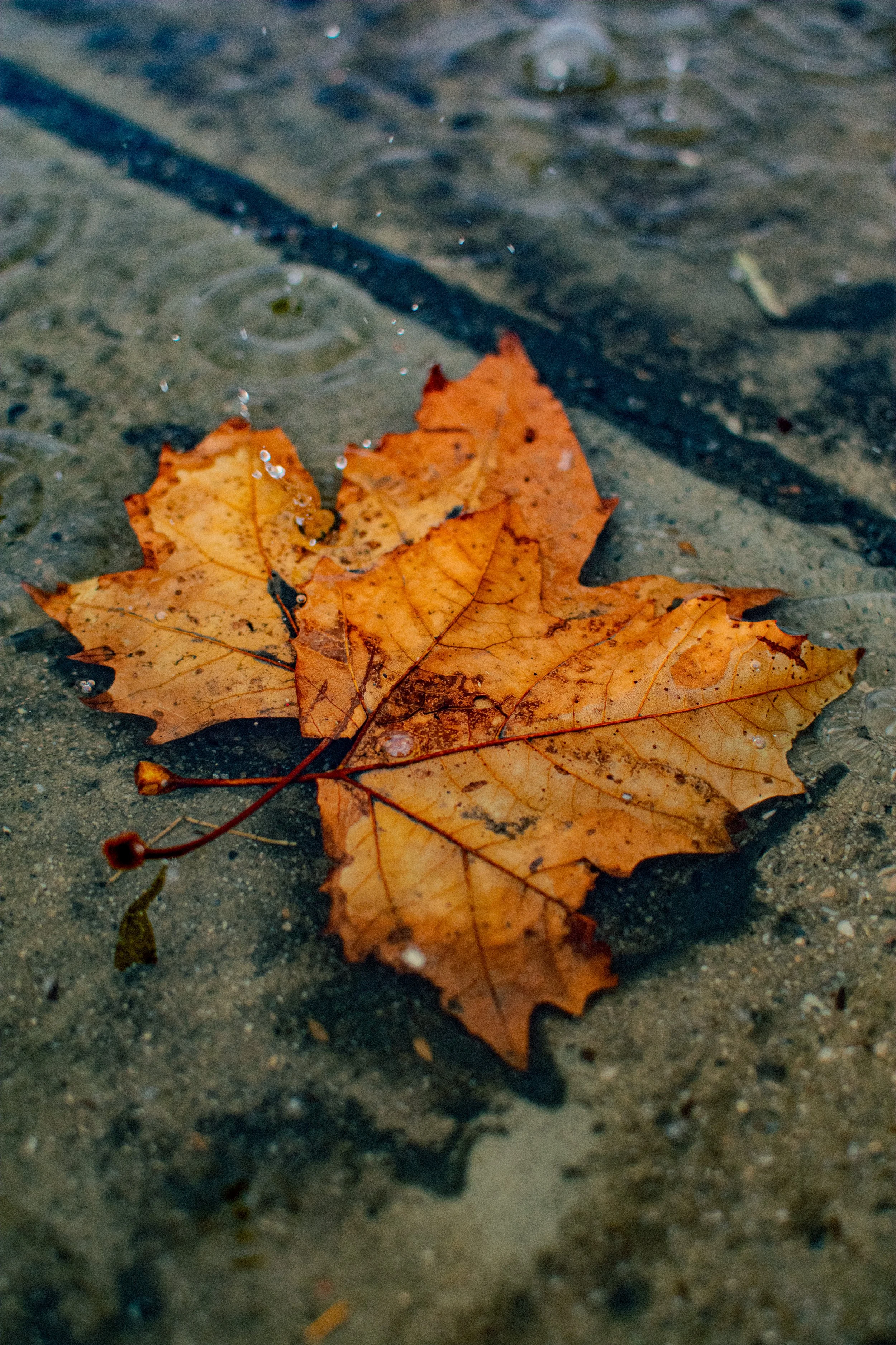 Close-up of a colorful autumn leaf on wet concrete with rain droplets.