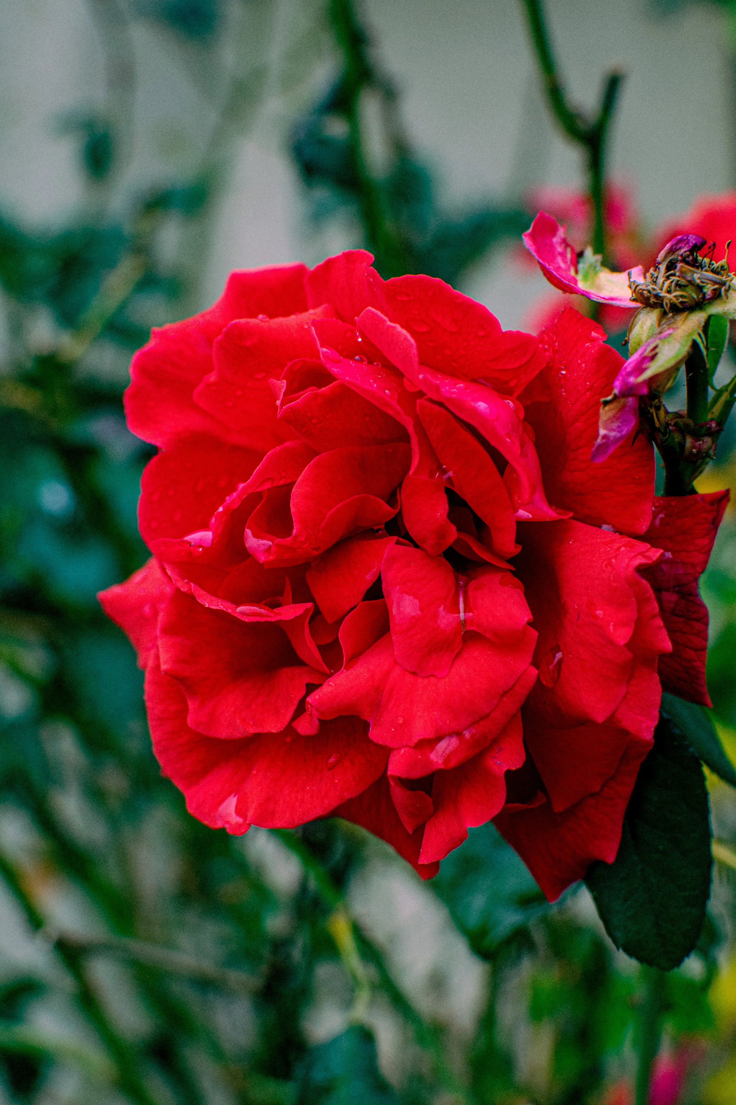 Close-up of a vibrant red rose with water droplets on its petals, surrounded by green foliage.