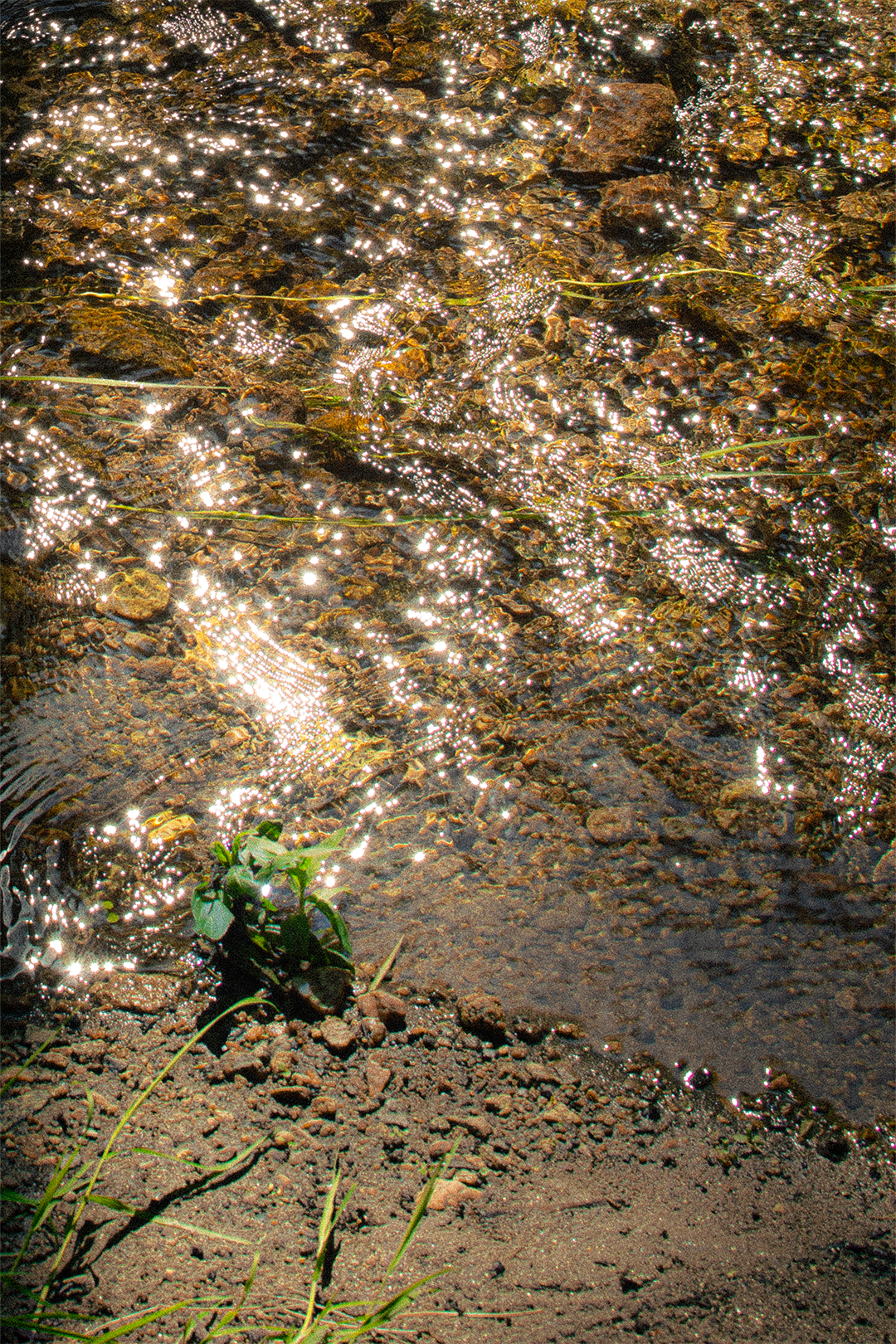 april 2026: forest friends