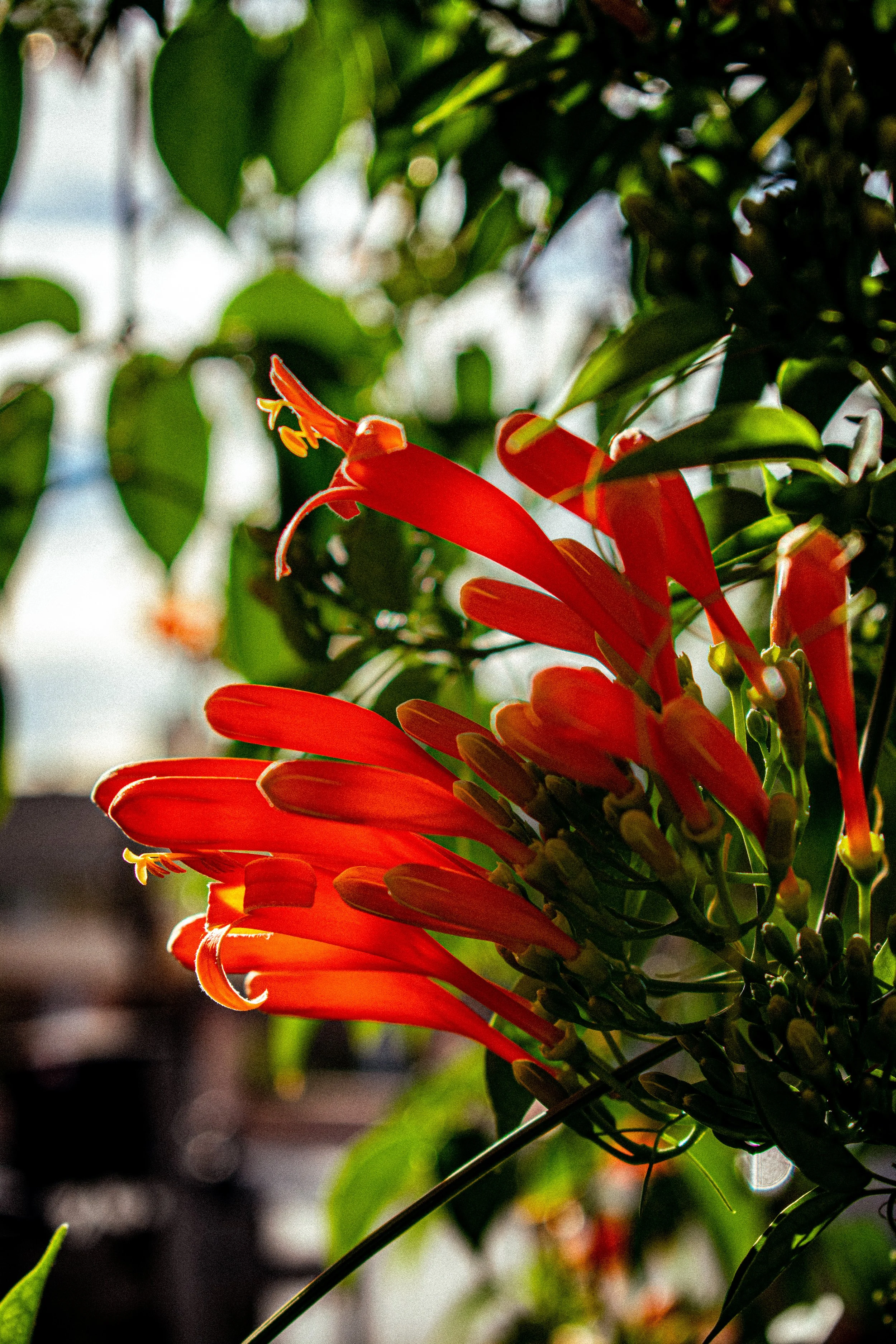 Close-up of vibrant orange and red trumpet-shaped flowers on a green leafy plant, backlit by sunlight.
