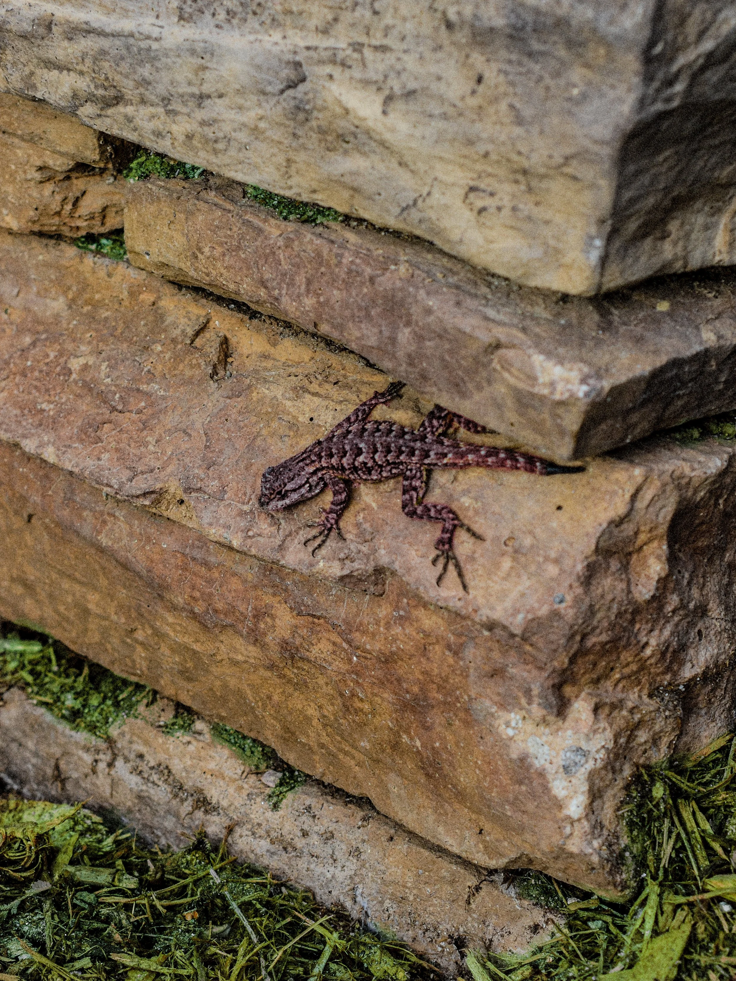 A lizard on a brick wall, with green grass at the bottom.