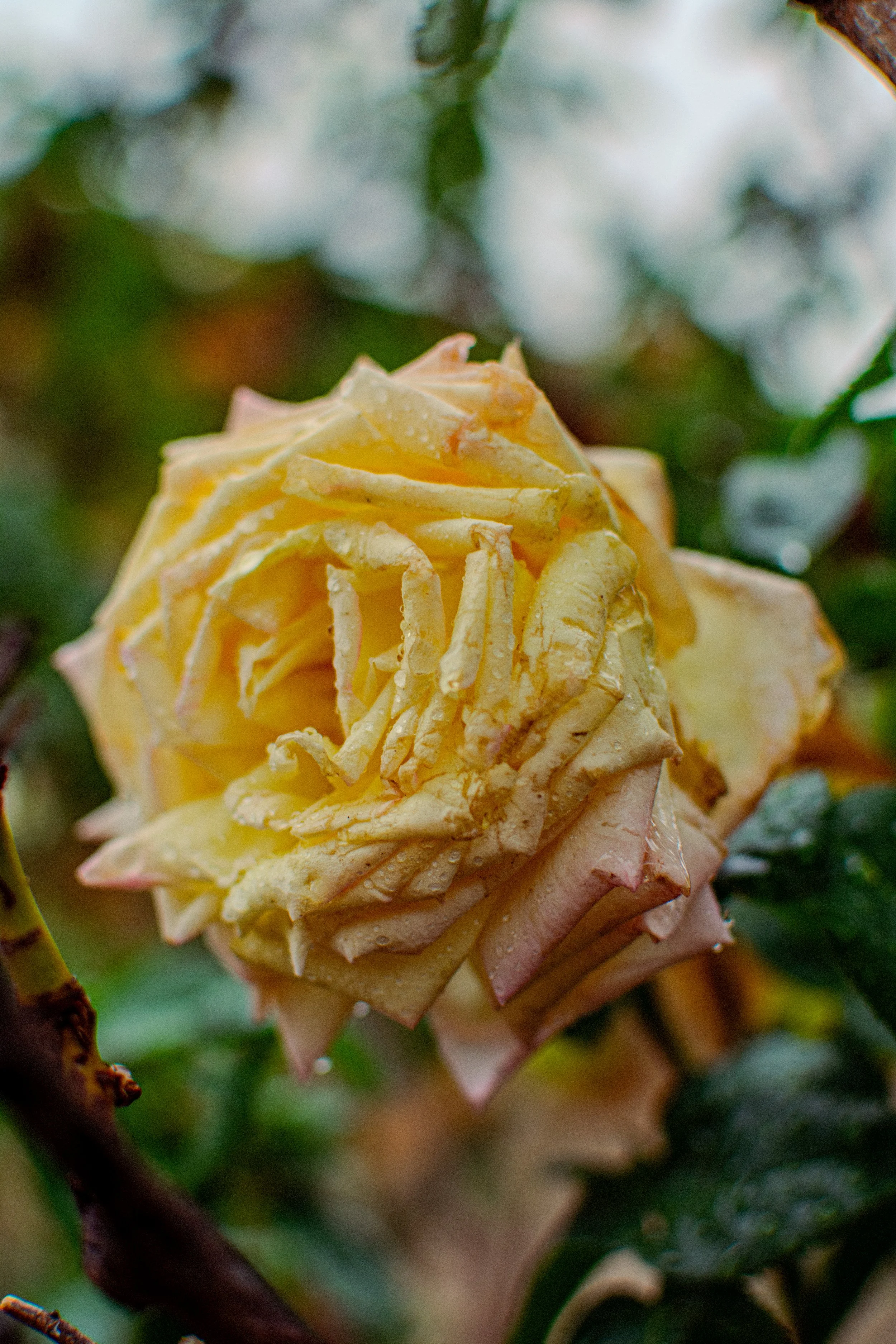 Close-up of a blooming creamy yellow and pale pink rose with dew drops on petals, surrounded by green leaves.