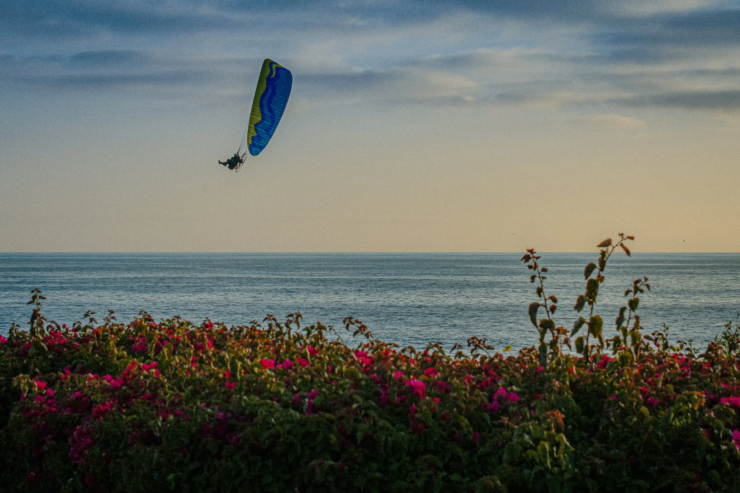 A paraglider with a blue, green, and yellow canopy flying above pink flowering bushes near the ocean at sunset.