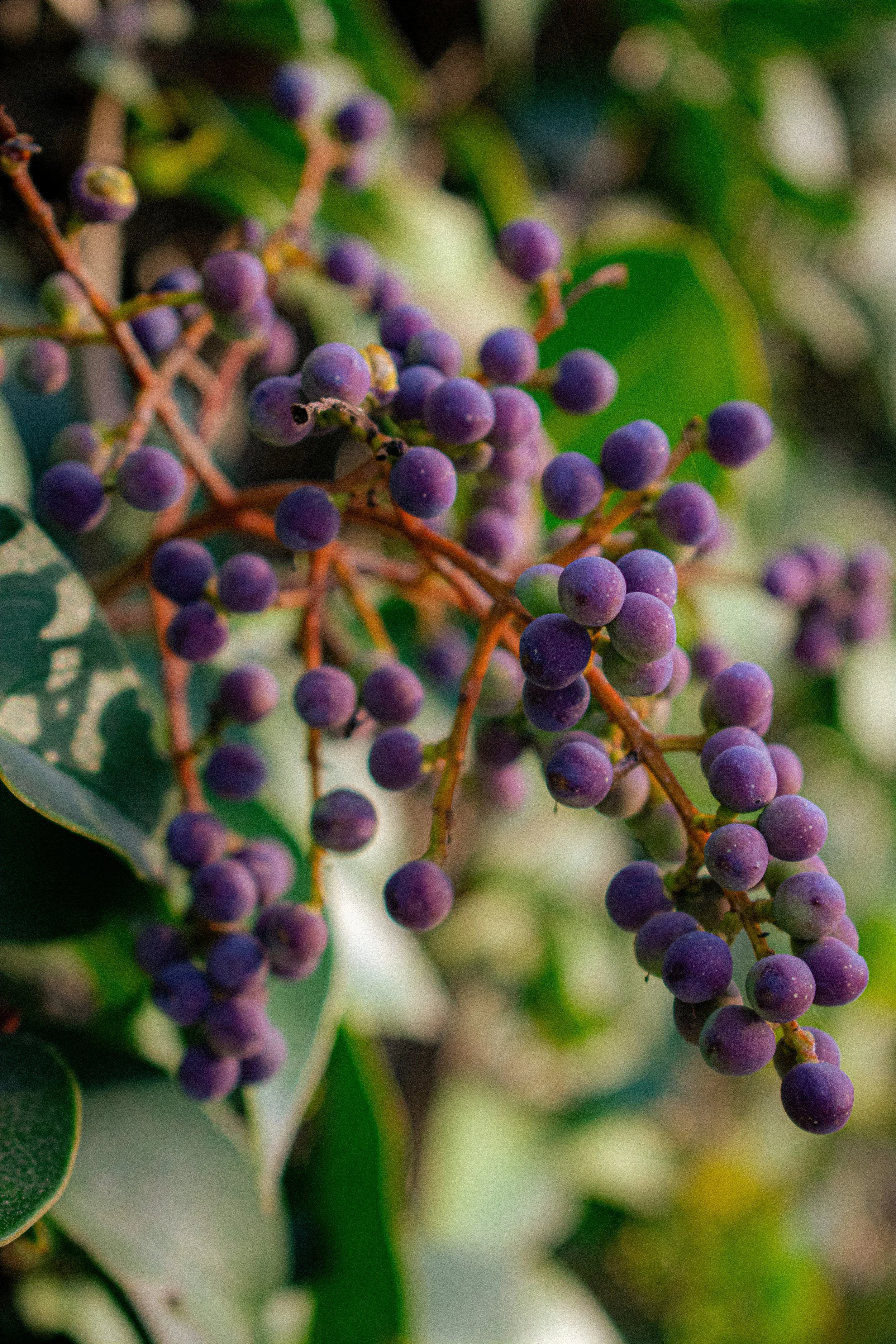 Close-up of purple berries on a branch with green leaves in the background.