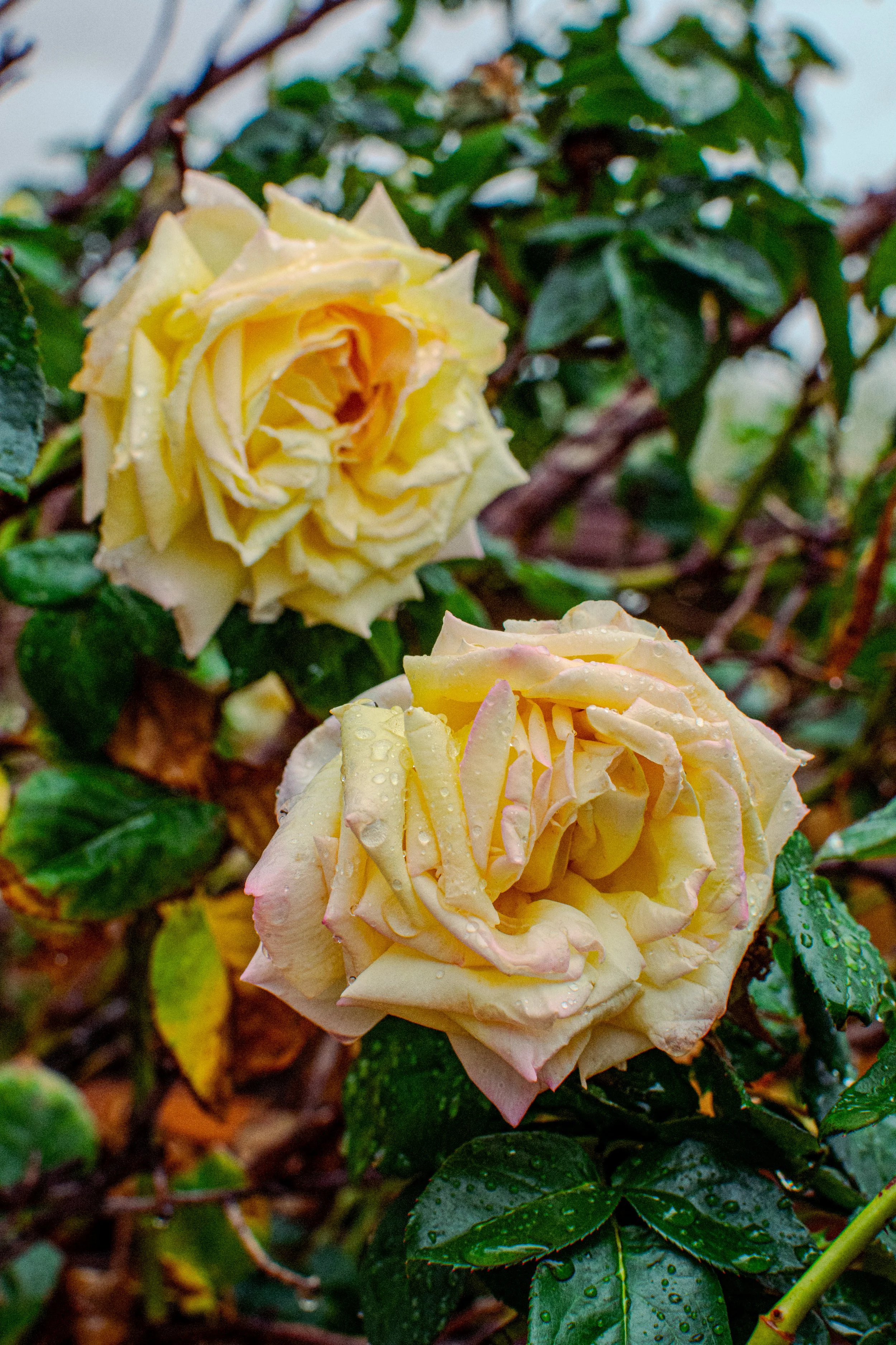 Two yellow roses with water droplets on their petals and dark green leaves in the background.