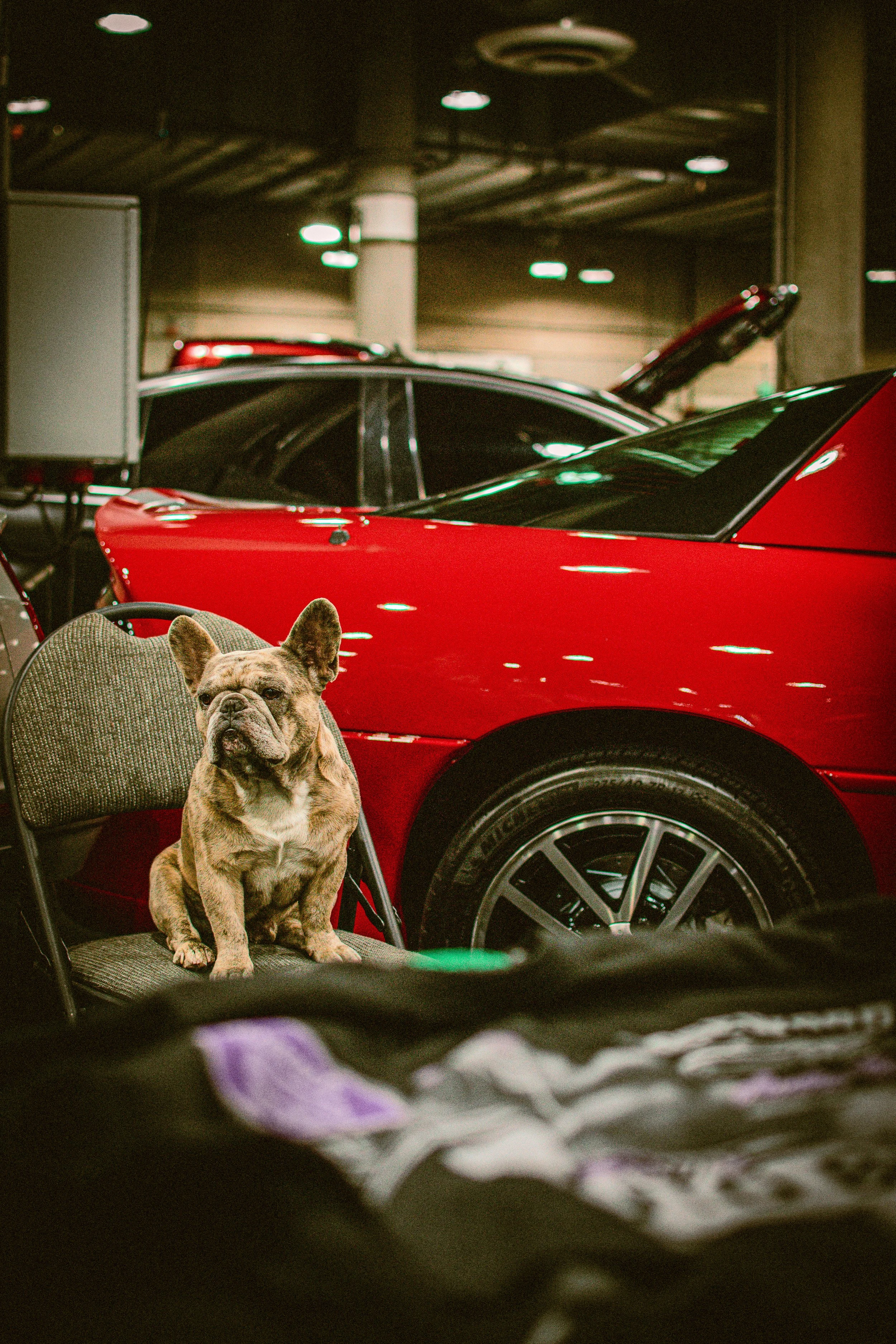 A French bulldog puppy sitting on a car seat with a red sports car in the background at an indoor parking garage.