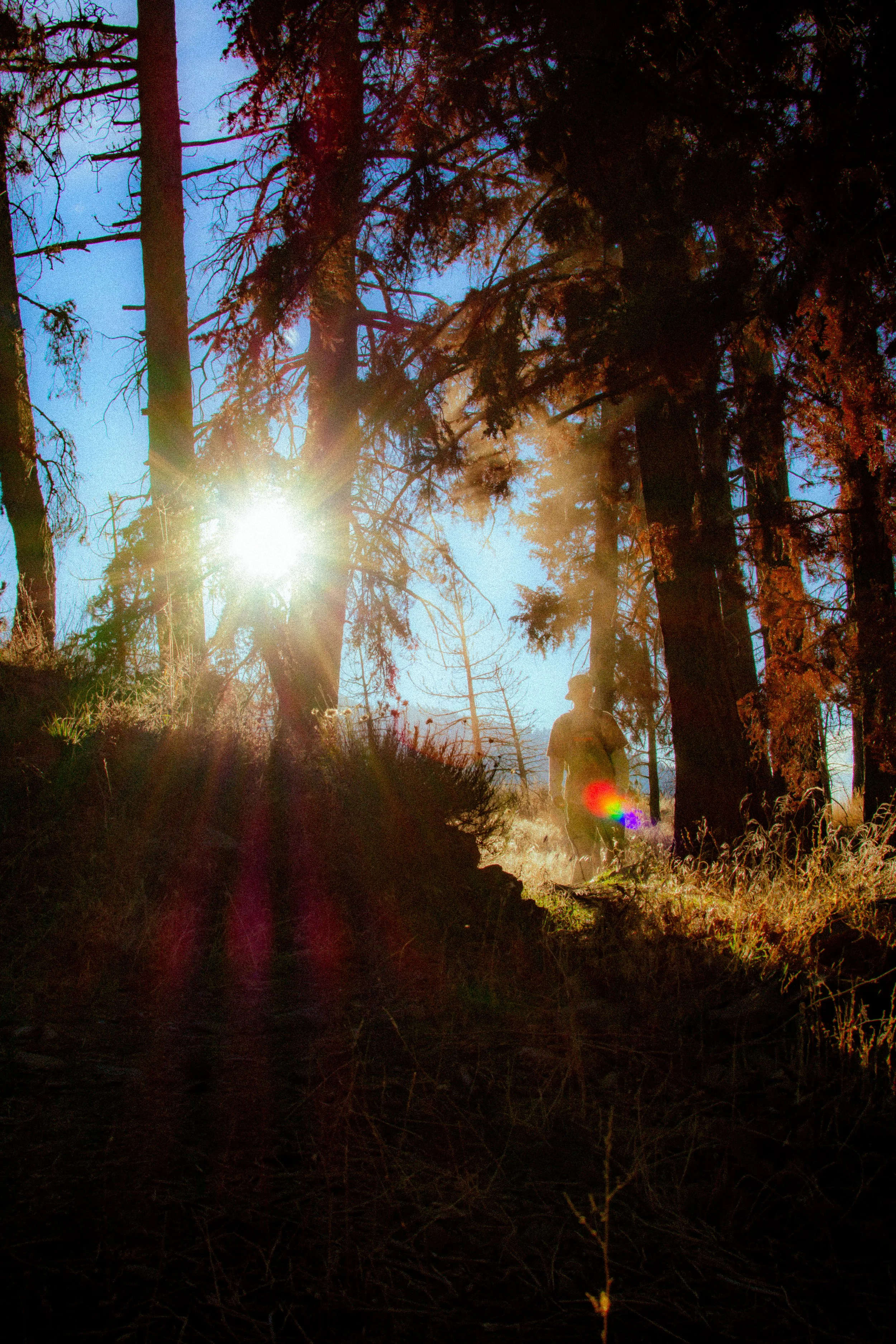 A person hiking through a sunlit forest with tall trees and dry grass, with sunlight creating a lens flare.