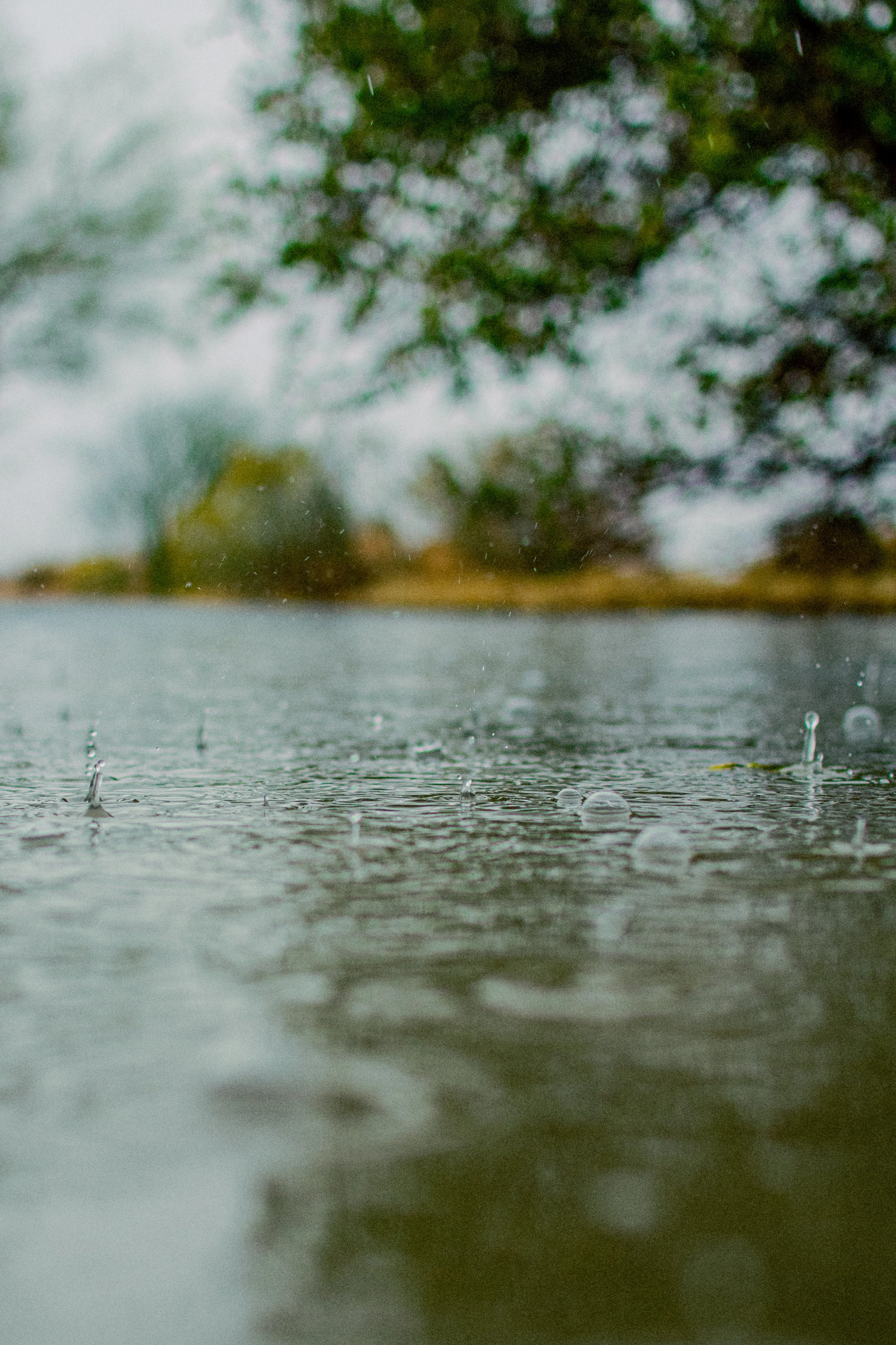 Close-up photo of raindrops falling on a body of water with blurred trees in the background.