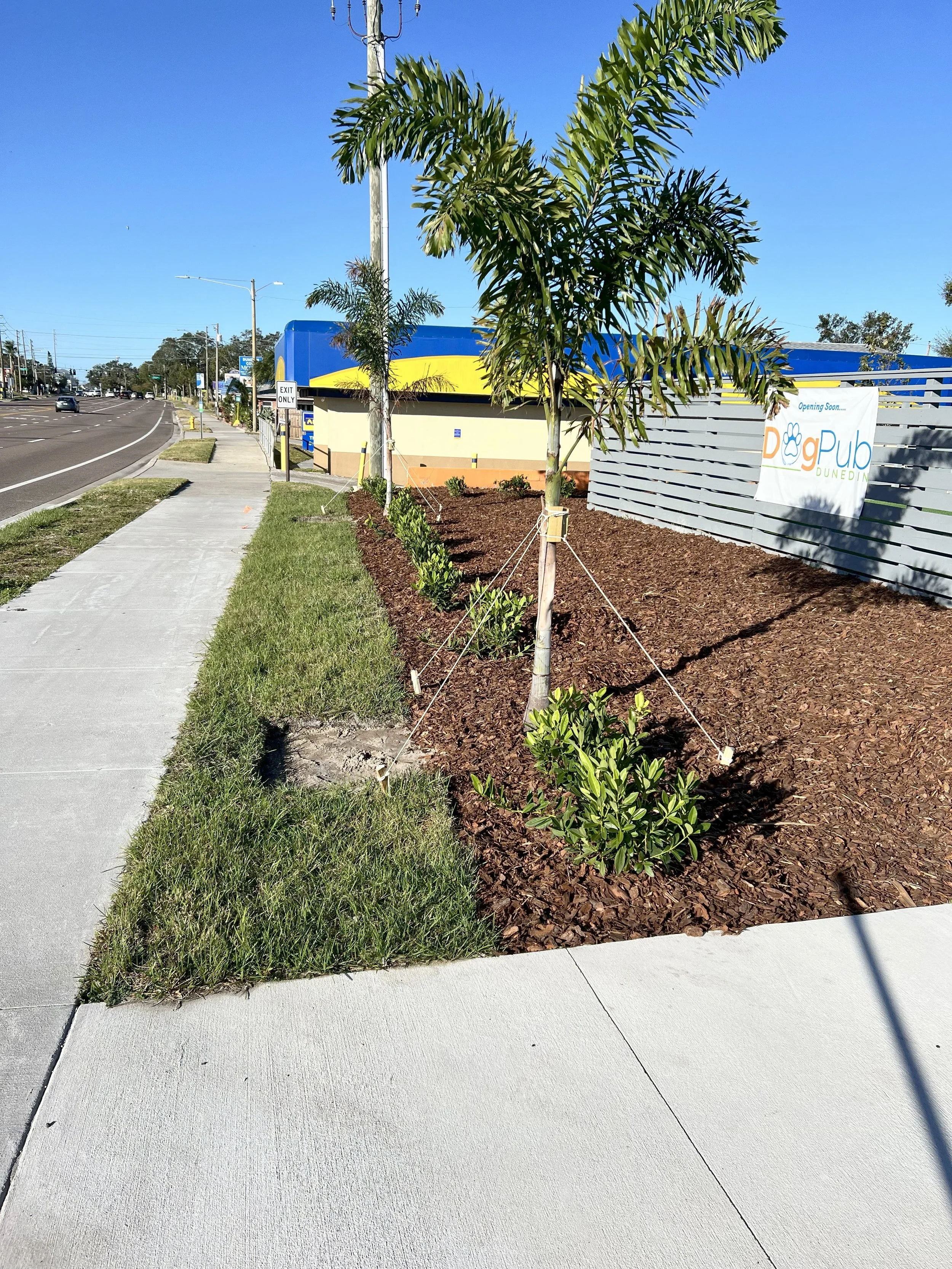 Newly planted trees and shrubs along a sidewalk, with mulch and a fence in the background advertising a dog park.