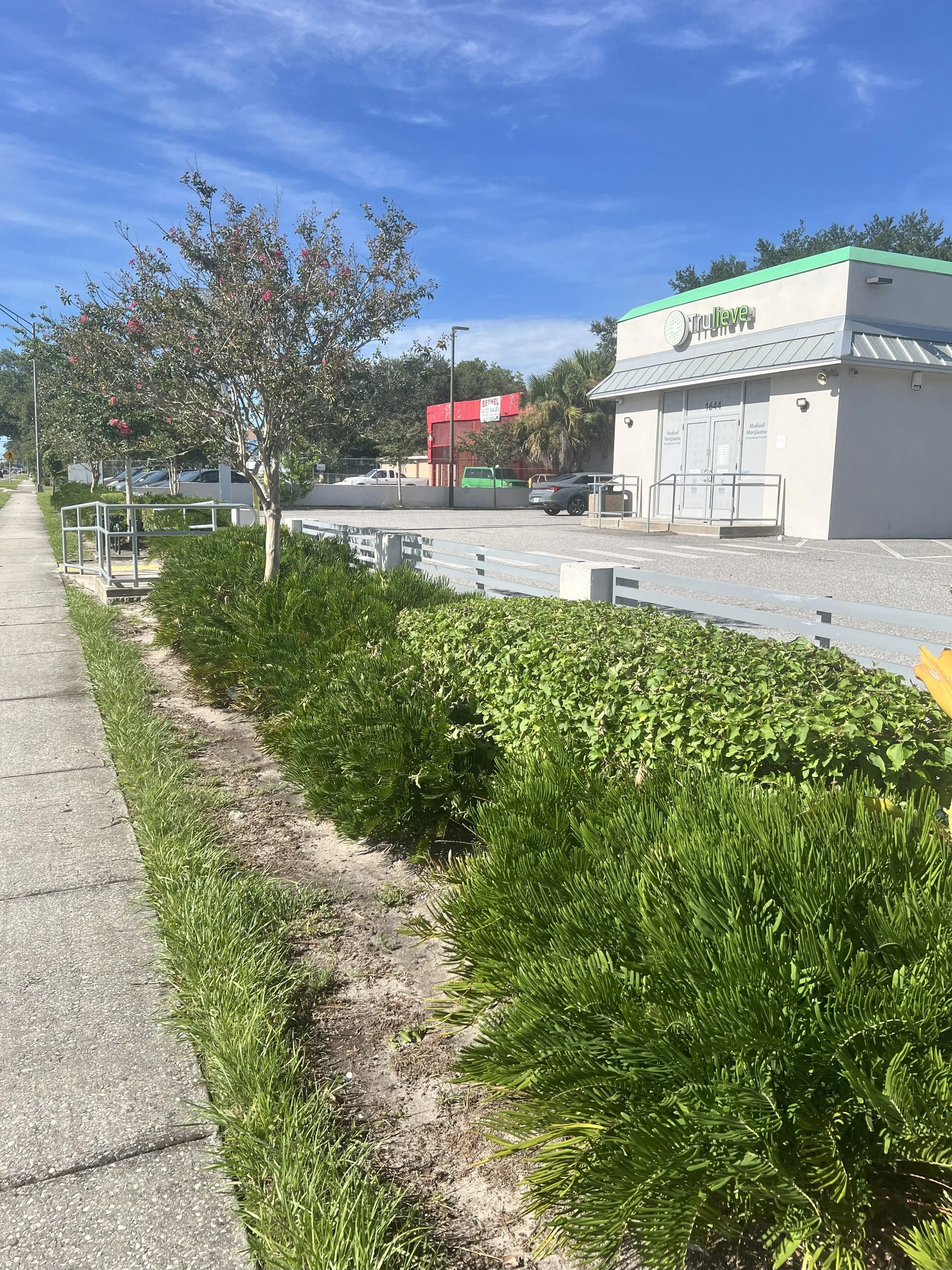 A sidewalk with a small tree and green bushes alongside a parking lot and a commercial building with a sign that reads 'Trulieve' under a clear blue sky.