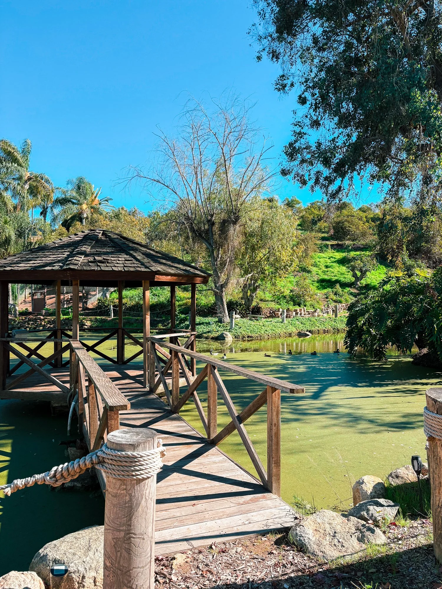 Wooden bridge over a pond with green algae, surrounded by trees and bushes, with a gazebo in the background under a clear blue sky.