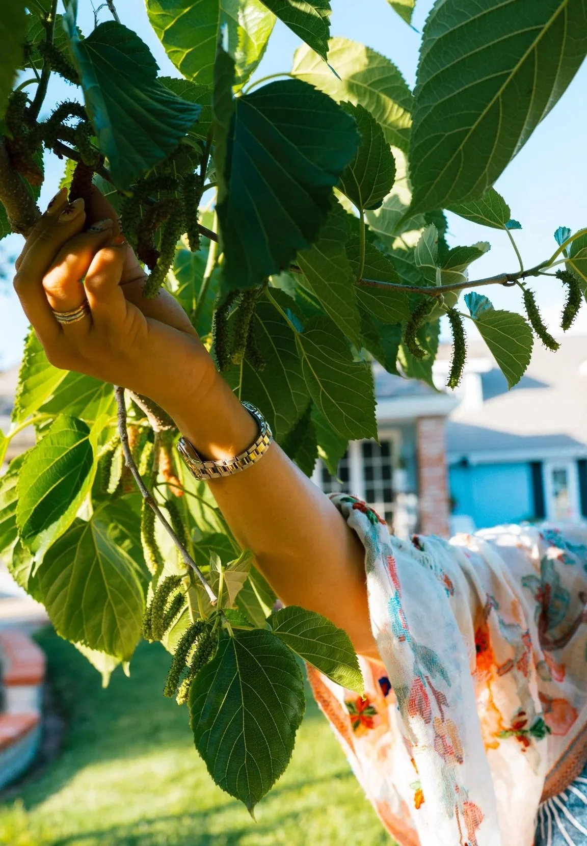 A person picking mulberries from a tree in a backyard with a house in background. The person is wearing a floral shirt and a watch.