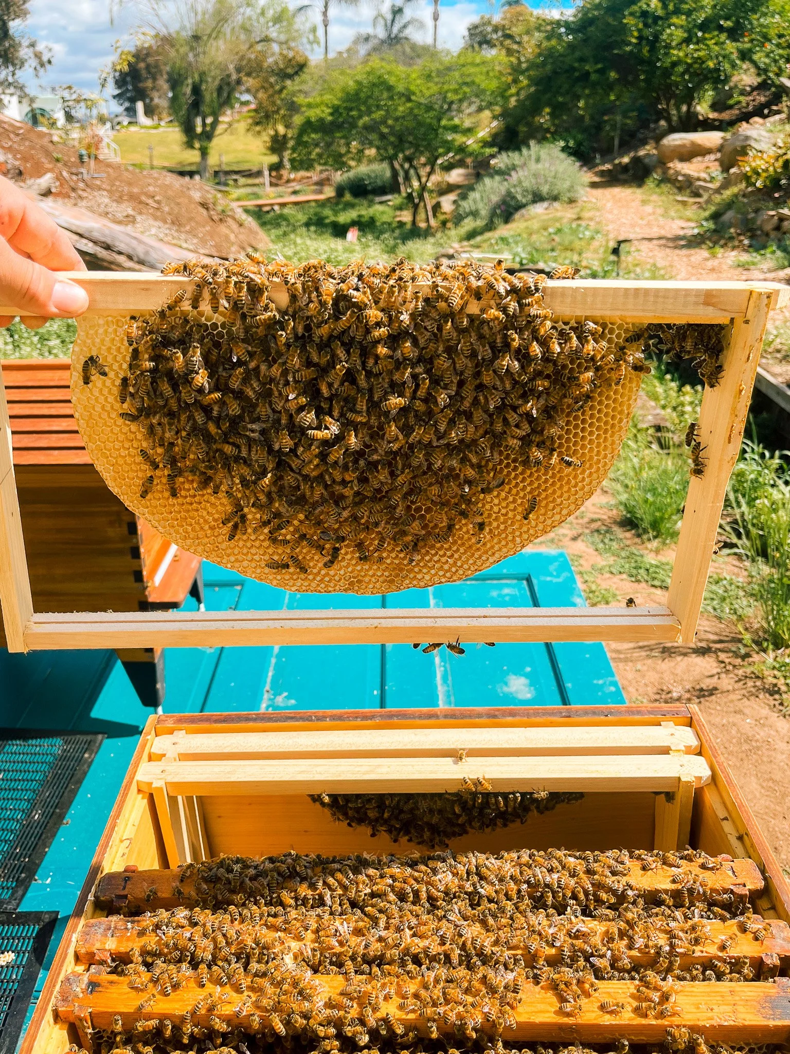 Close-up of beekeepers inspecting honeycomb frames filled with bees in an outdoor apiary on a sunny day.