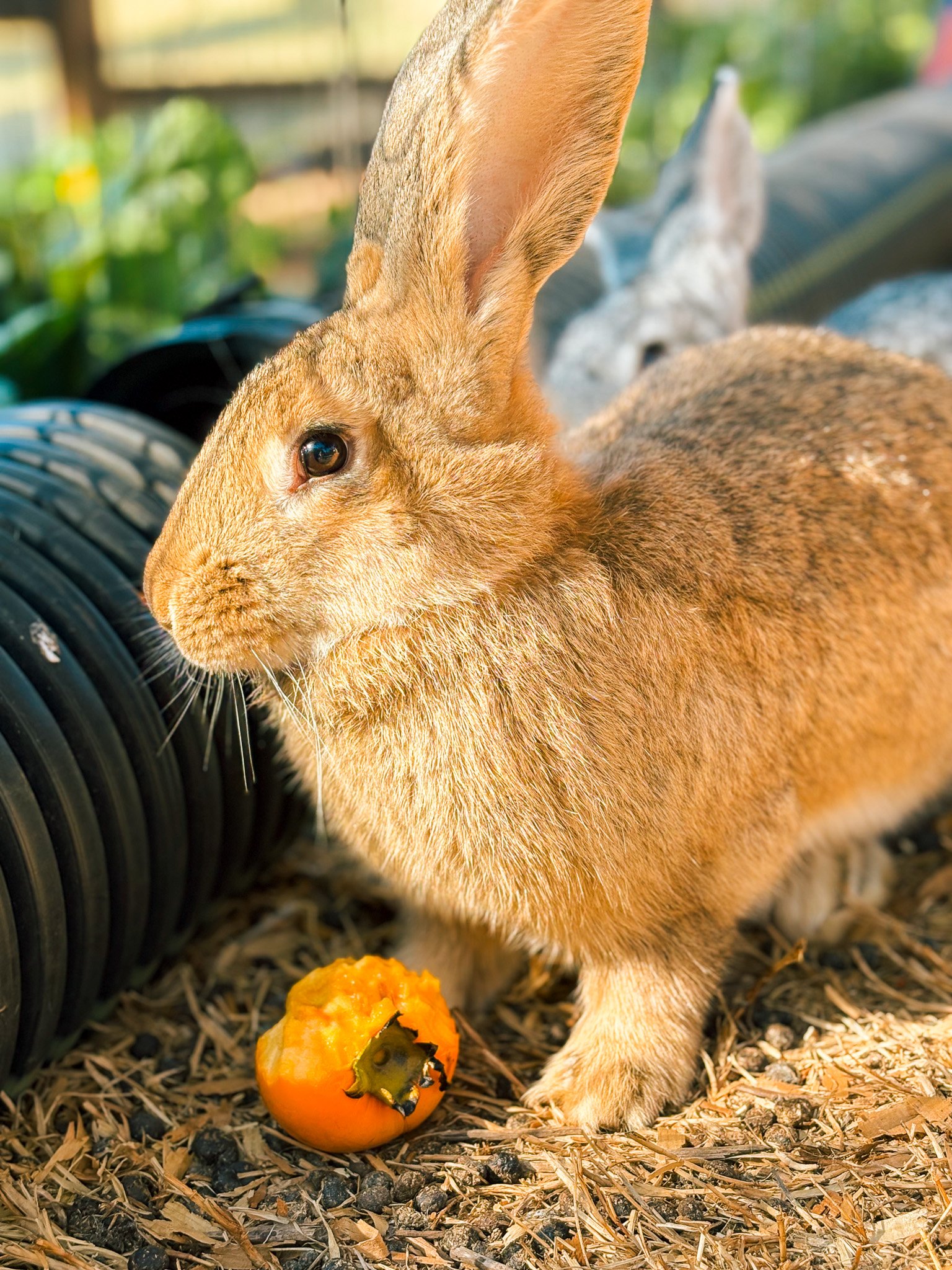 A brown rabbit holding a small pumpkin on a ground covered with straw and hay, with a garden fence and green plants in the background.