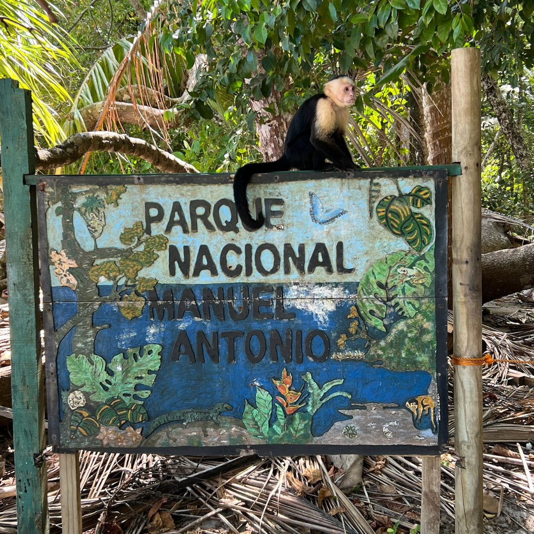 Manuel Antonio Travel Guide: Where to Stay, What to Do &amp; Honest Tips (2025)