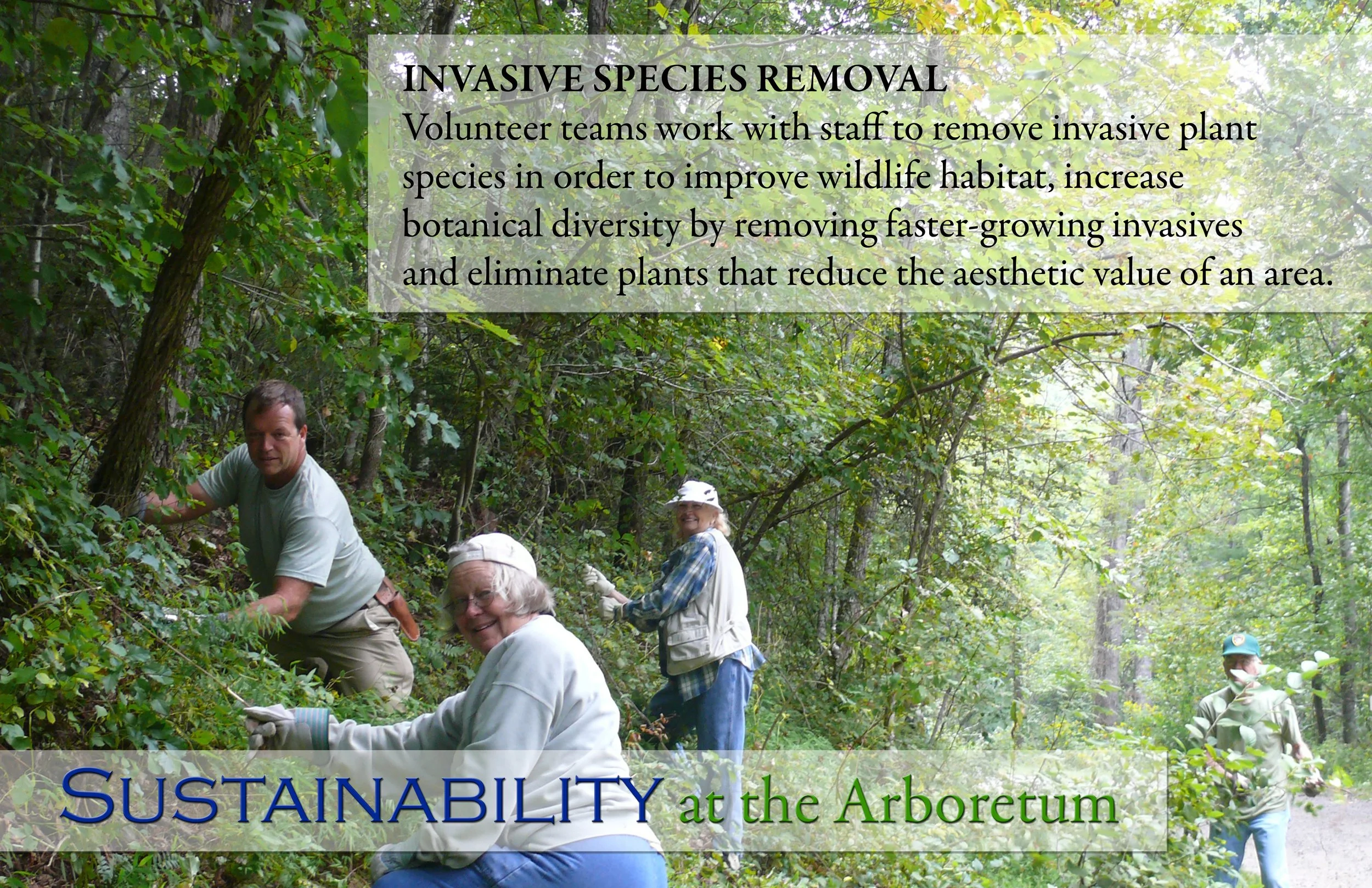 Invasive Species Removal 