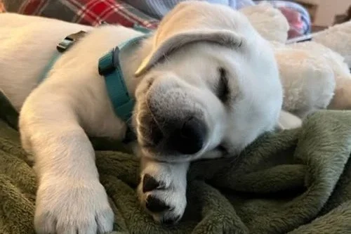 A white puppy sleeping on a blanket all tuckered out.