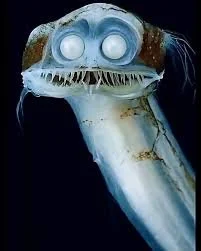 Image of Telescope Fish