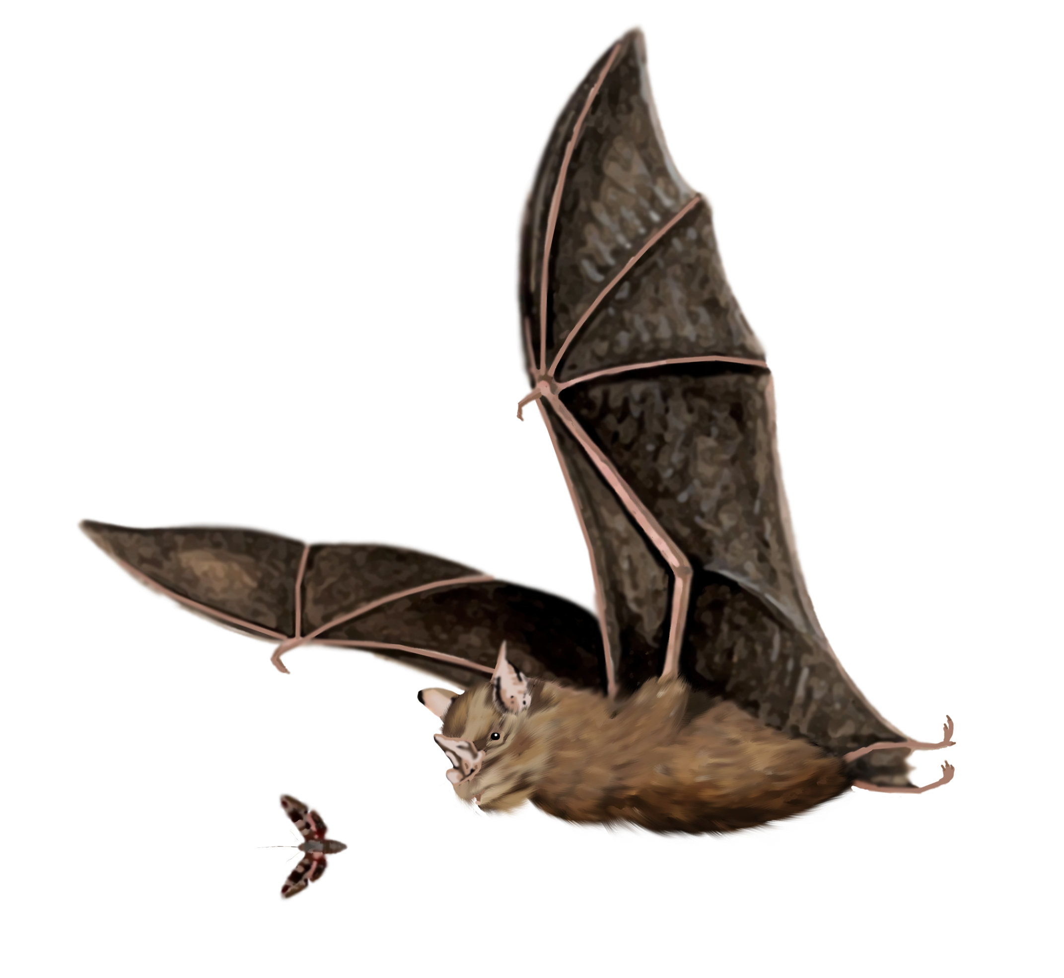 Illustration of a brown bat echolocating on a moth