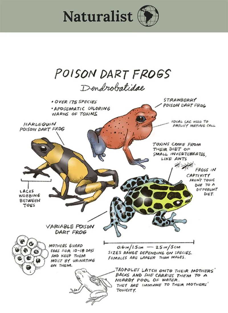 Diagram of poison dart frogs showing different species, including Harlequin and variable poison dart frogs, with labeled features such as poison source, size, reproductive behavior, and adaptations.