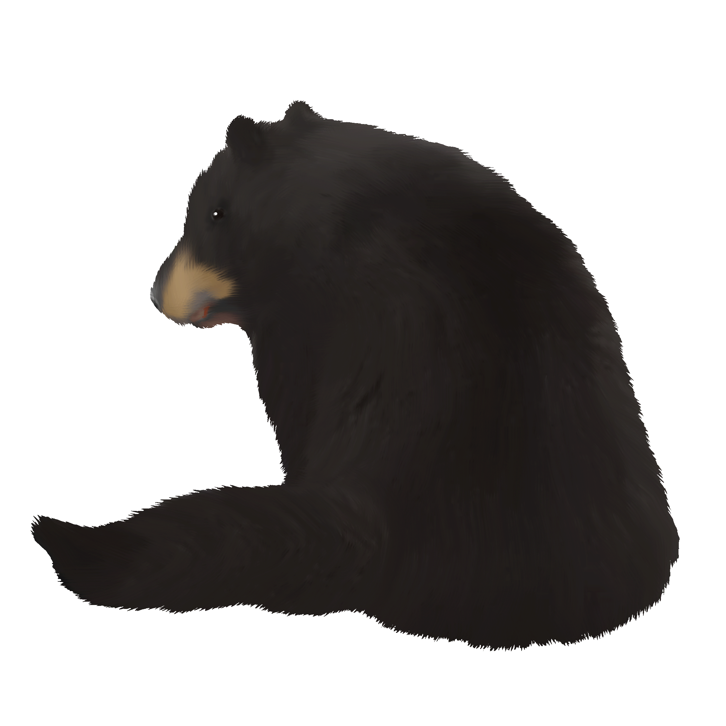 Illustration of a young black bear