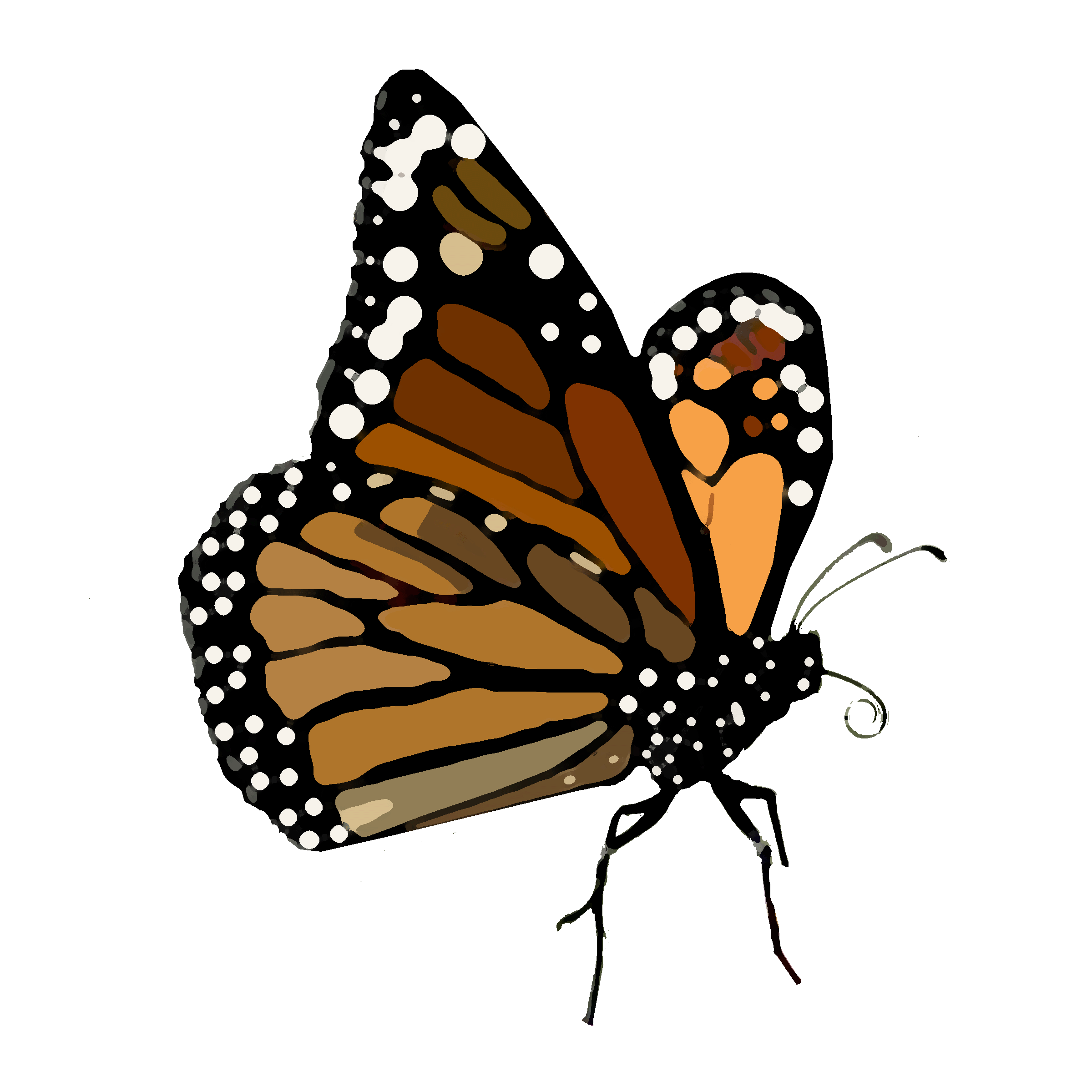 Illustration of a monarch butterfly
