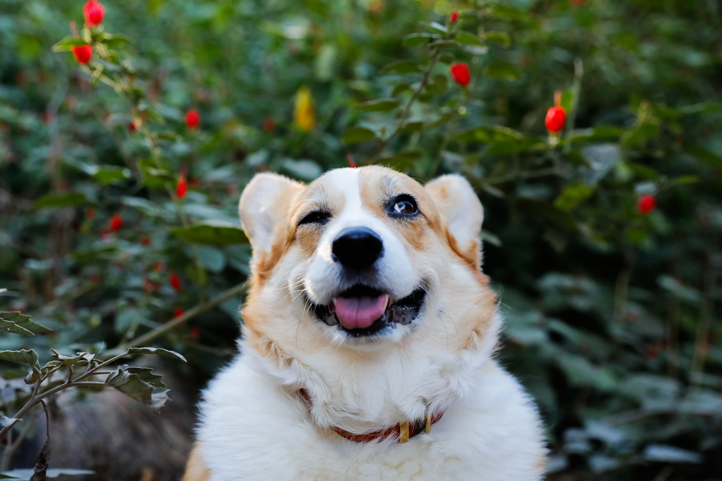 A happy corgi dog with one eye winking and tongue out, sitting outdoors in front of green bushes with red berries.