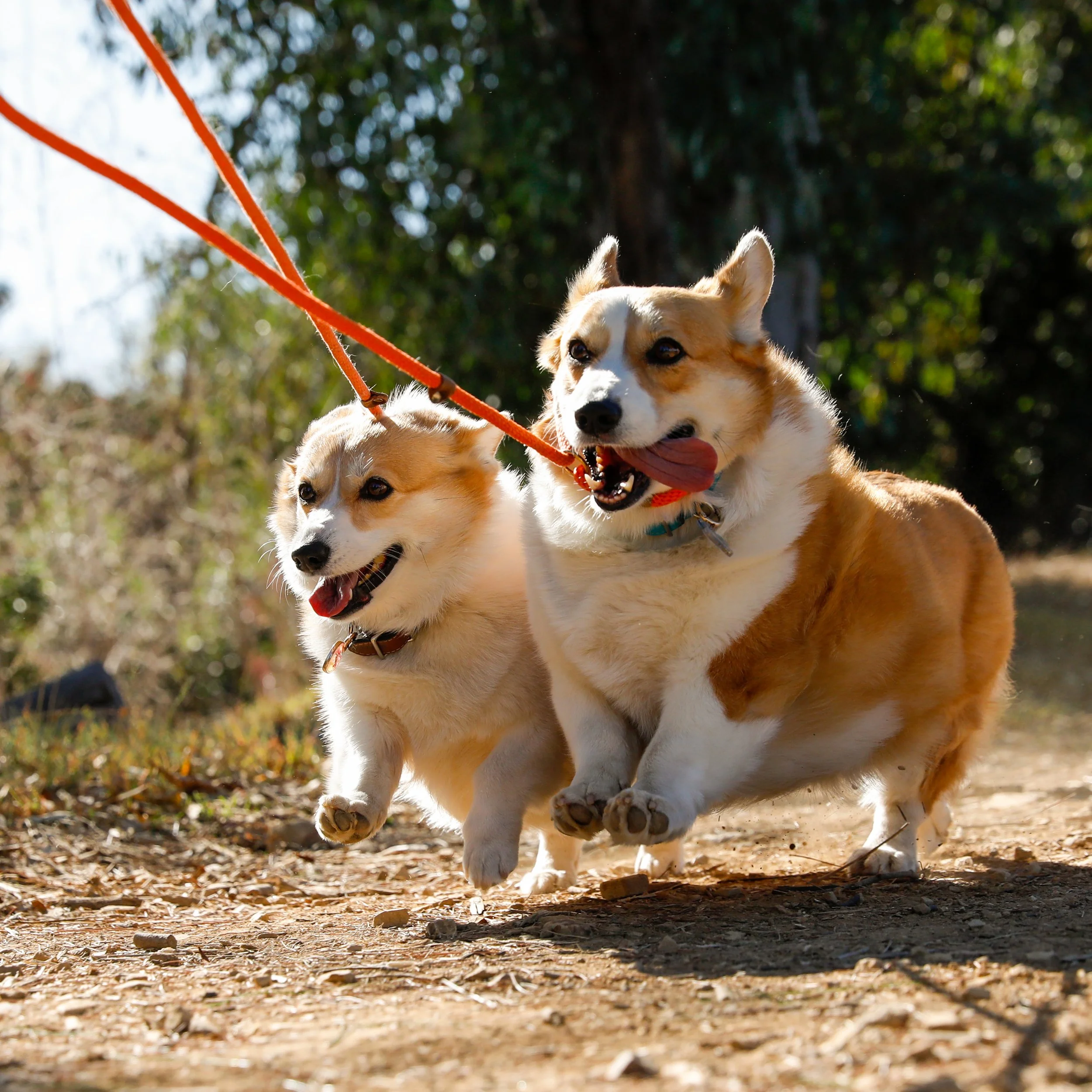 Two corgi dogs running outdoors on a dirt path, appearing happy and playful, with trees in the background.