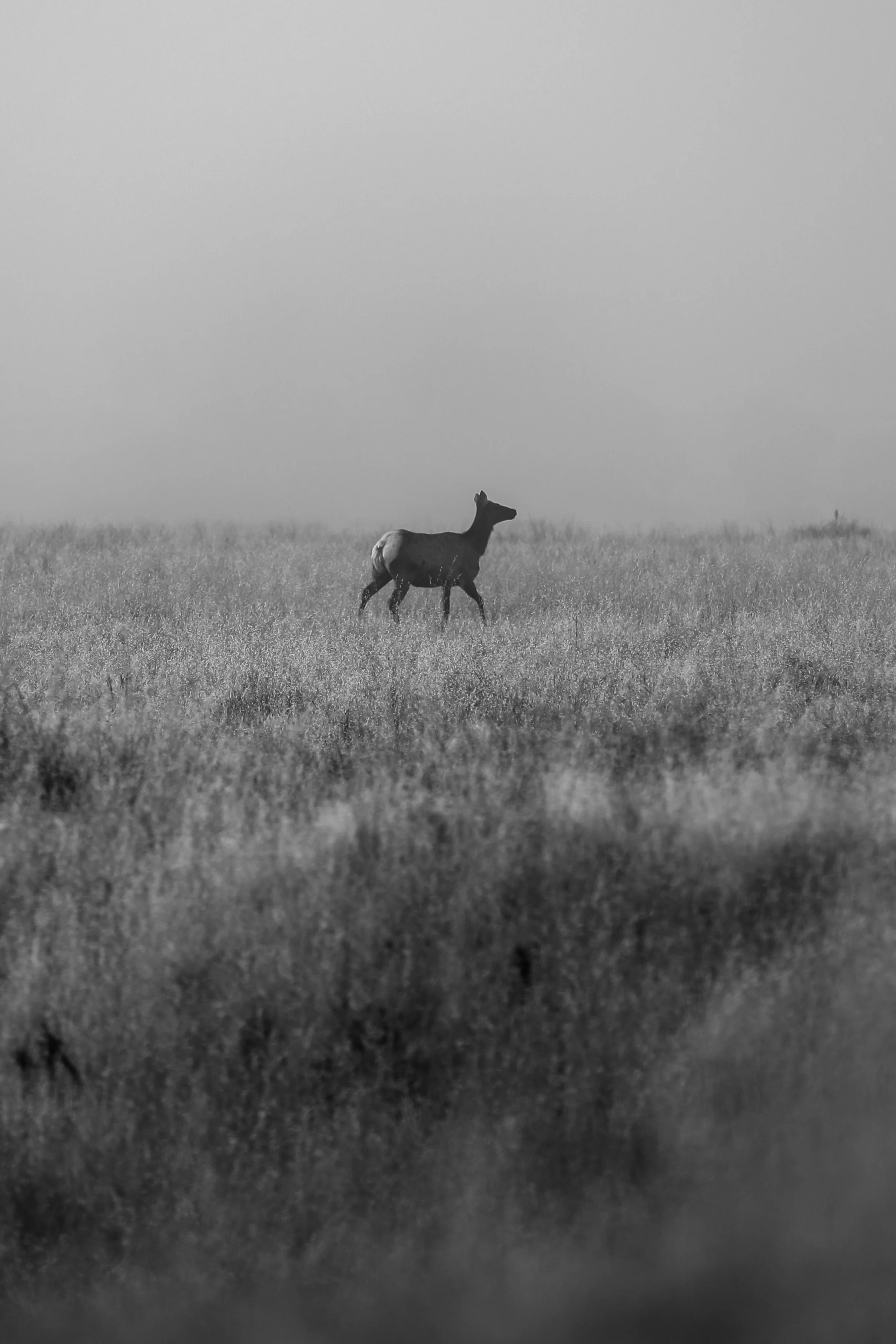 A black-and-white photo of a deer standing in a field of grass, with a foggy background.