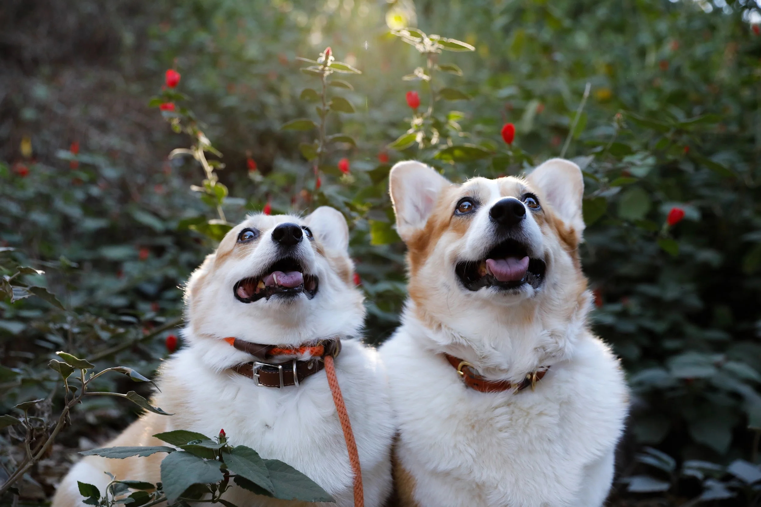 Two happy corgi dogs sitting in greenery with red berries, looking up with tongues out.