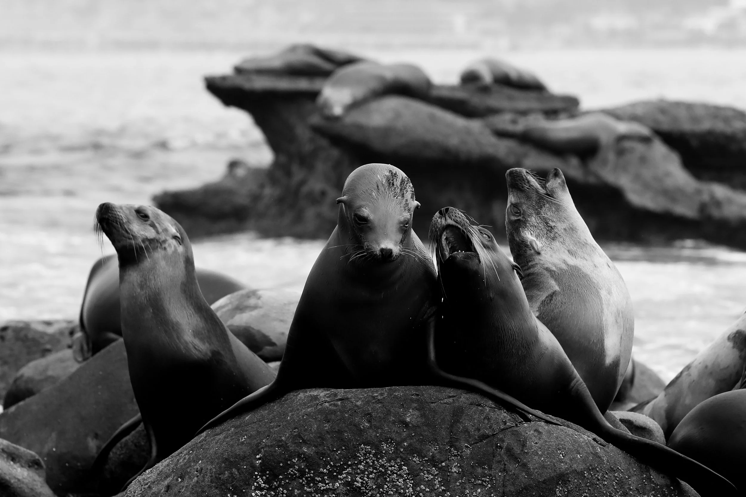 Group of seals resting on rocks by the ocean, one seal appears to be yawning or vocalizing.