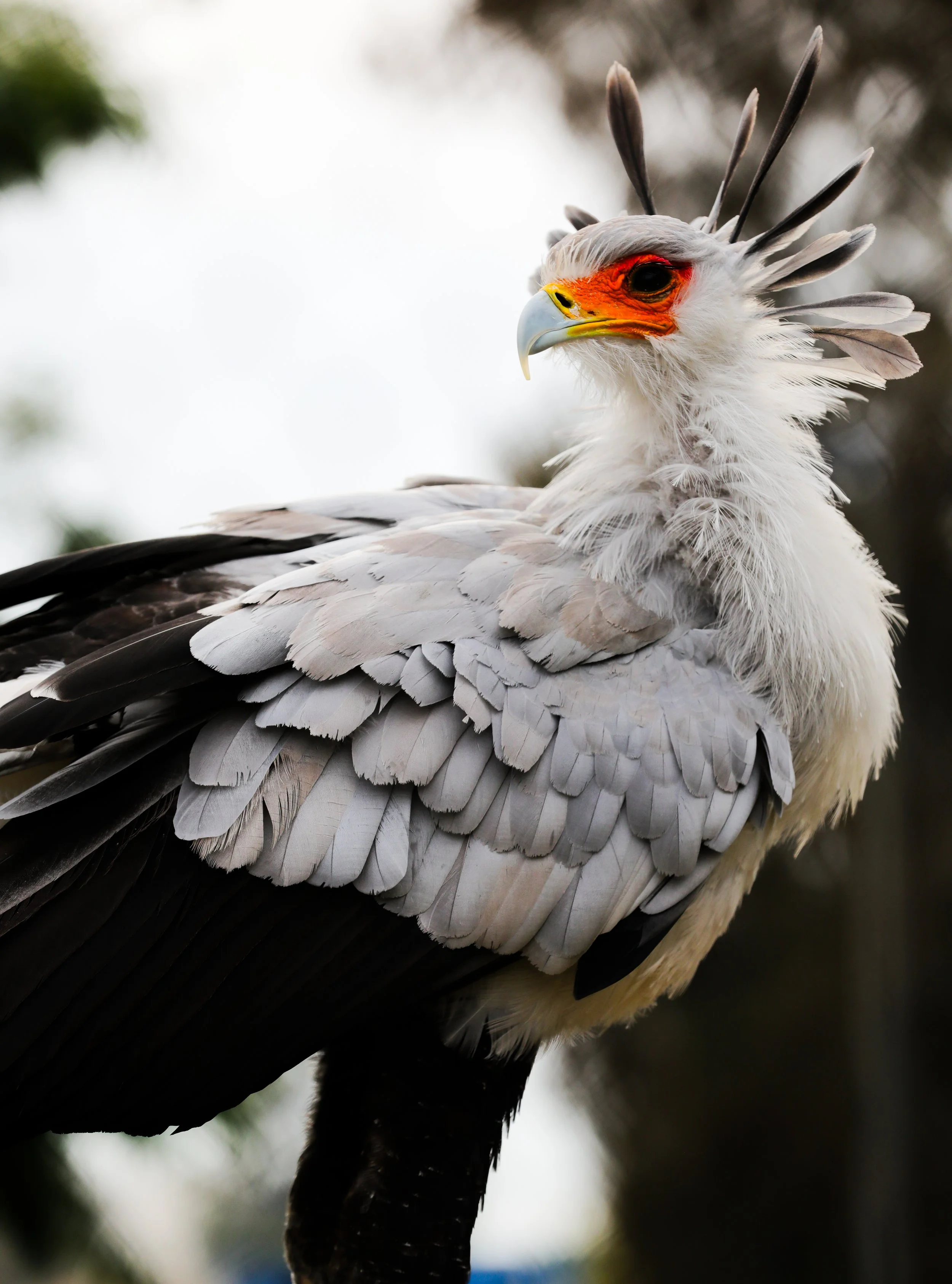 A close-up of a bird of prey, possibly a social raptor, with a striking orange and red facial skin, a yellow beak, and a crest of long feathers.