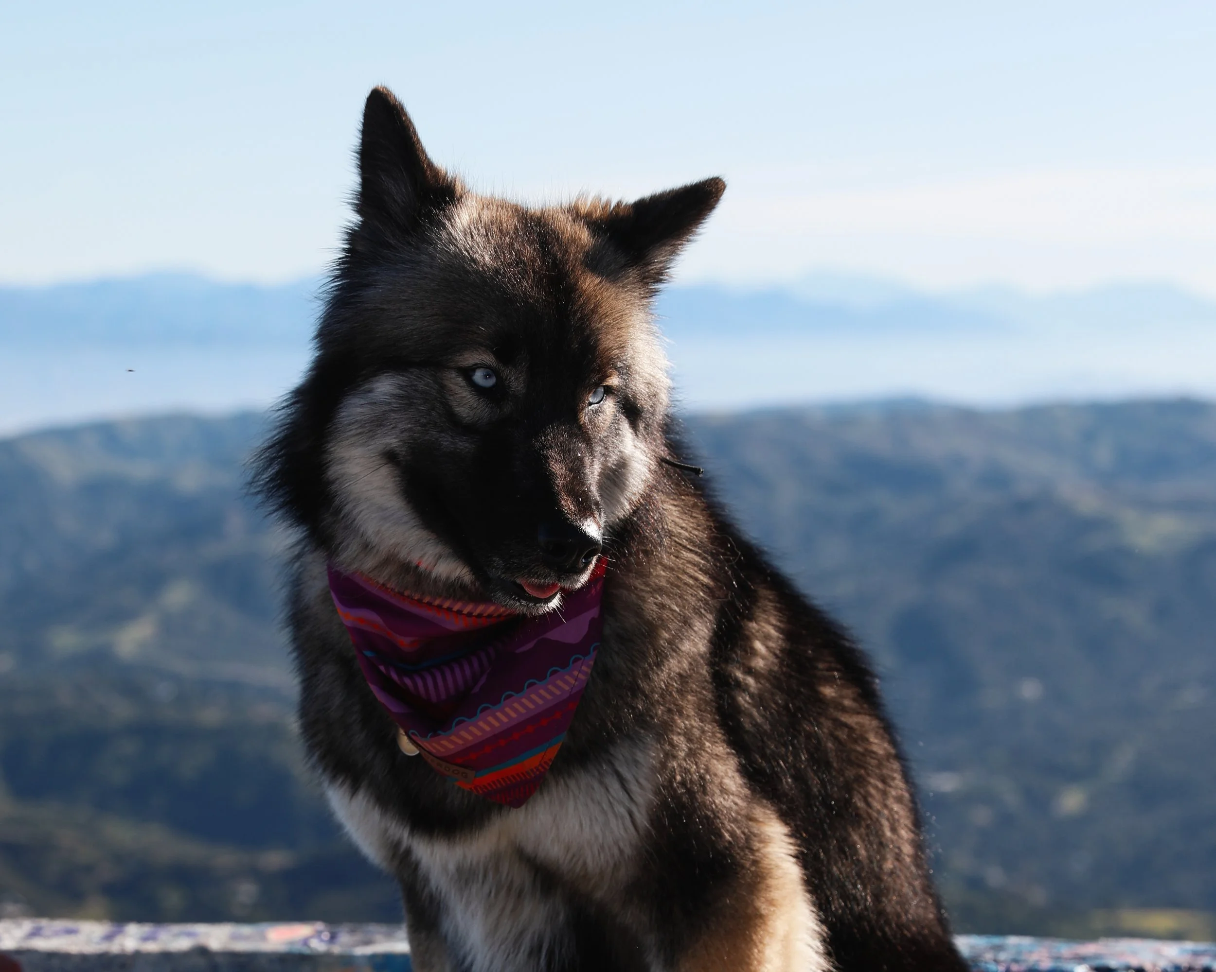 A Siberian Husky dog with blue eyes, wearing a colorful bandana, sitting outdoors with mountains and a clear sky in the background.