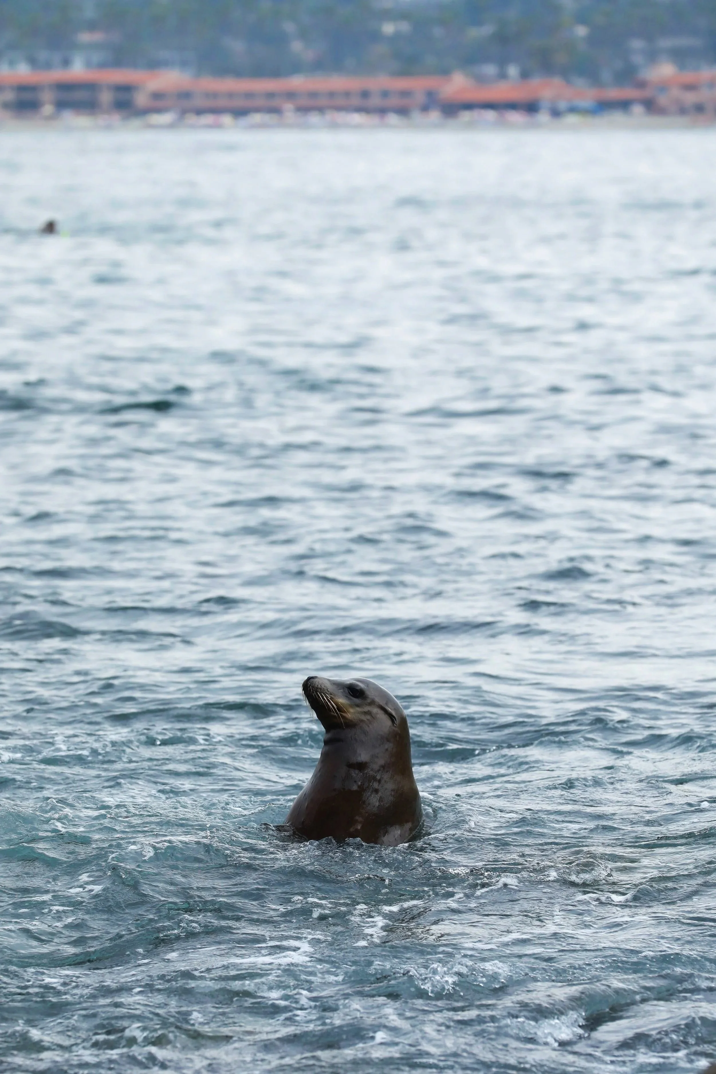 A seal emerging from the water in a body of water, with buildings in the background.