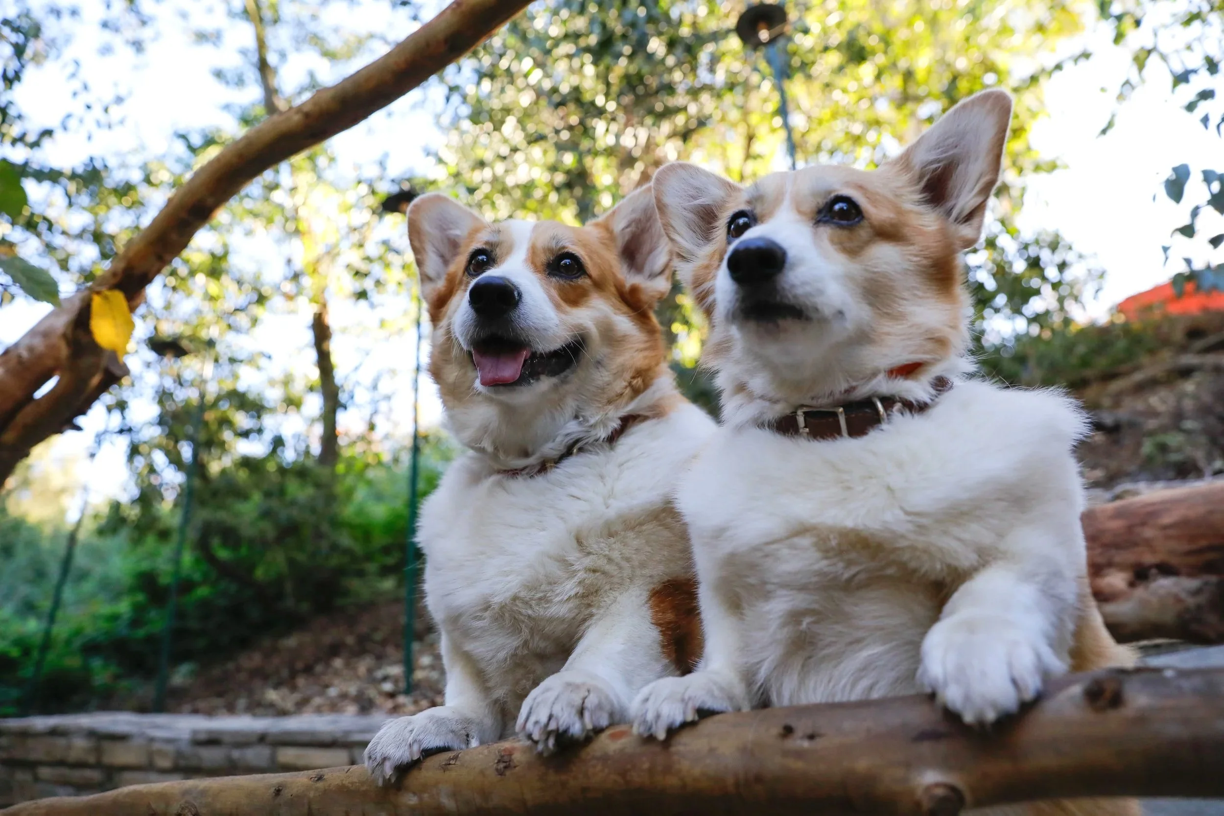 Two corgi dogs with white and brown fur lying on a log outdoors. They are surrounded by green trees and sunlight.