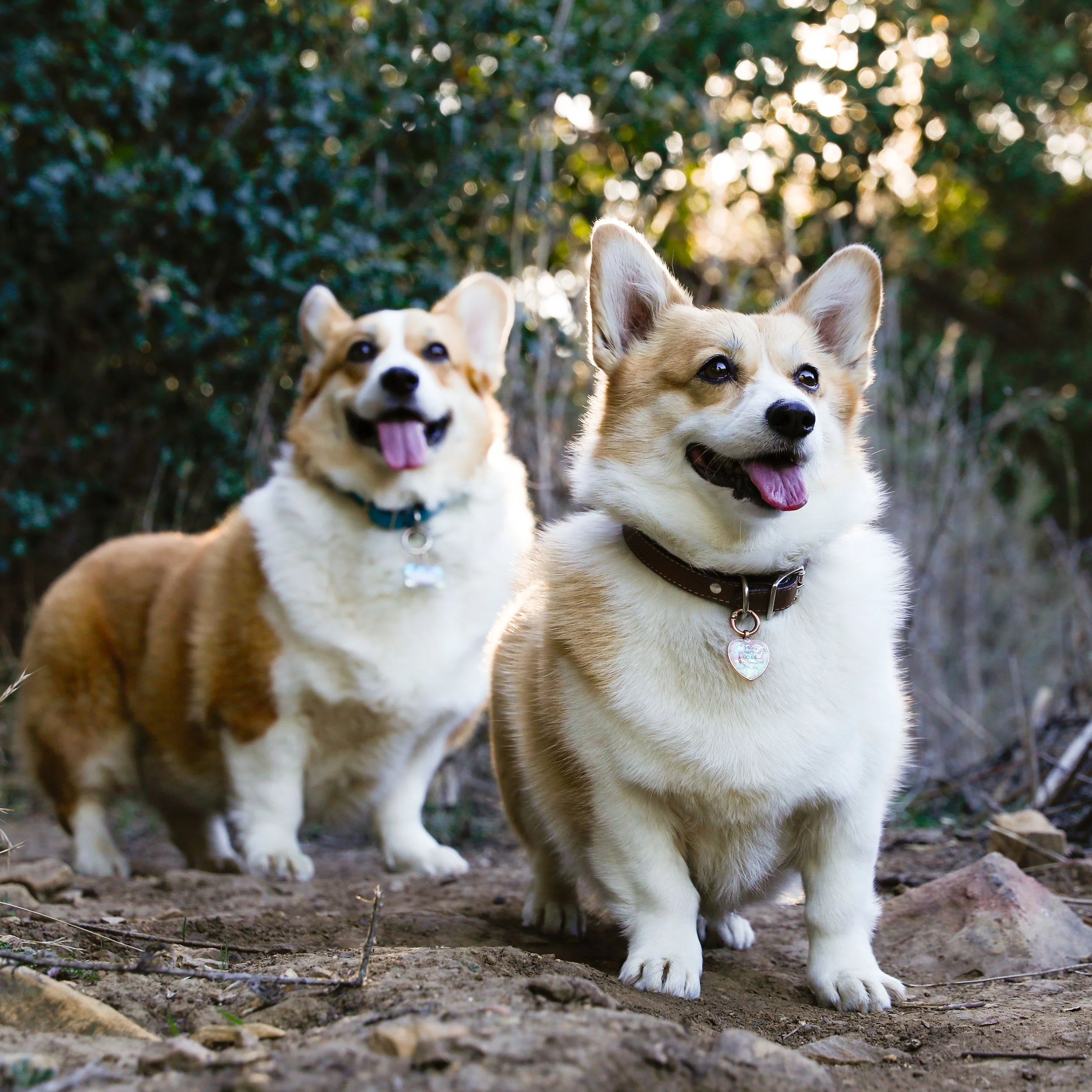 Two smiling corgi dogs outdoors, one in the foreground and the other in the background, with sunlight filtering through trees.