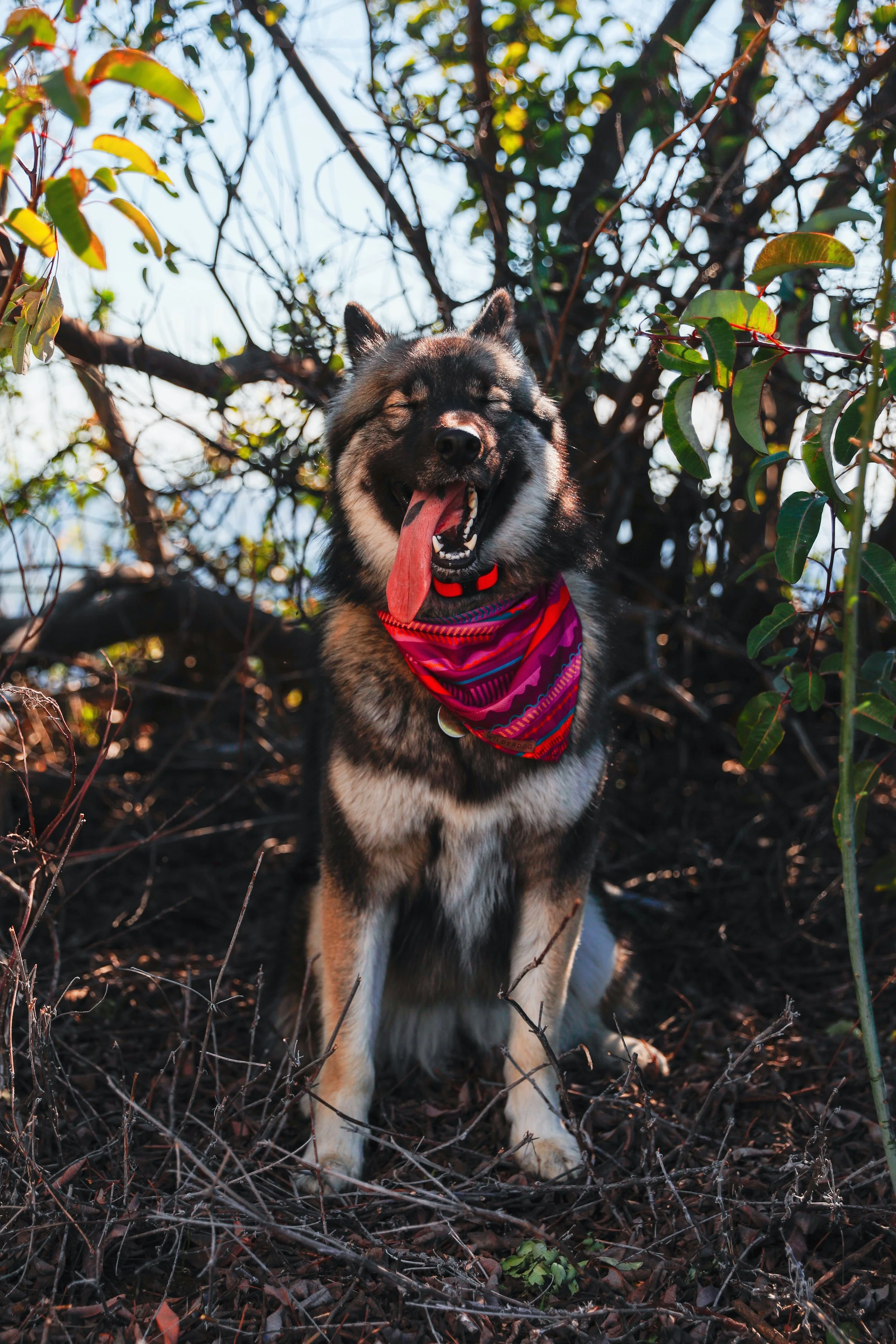 A happy black and tan Husky dog sitting outdoors among bushes and branches, wearing a colorful red and purple bandana, with its tongue out and eyes closed.