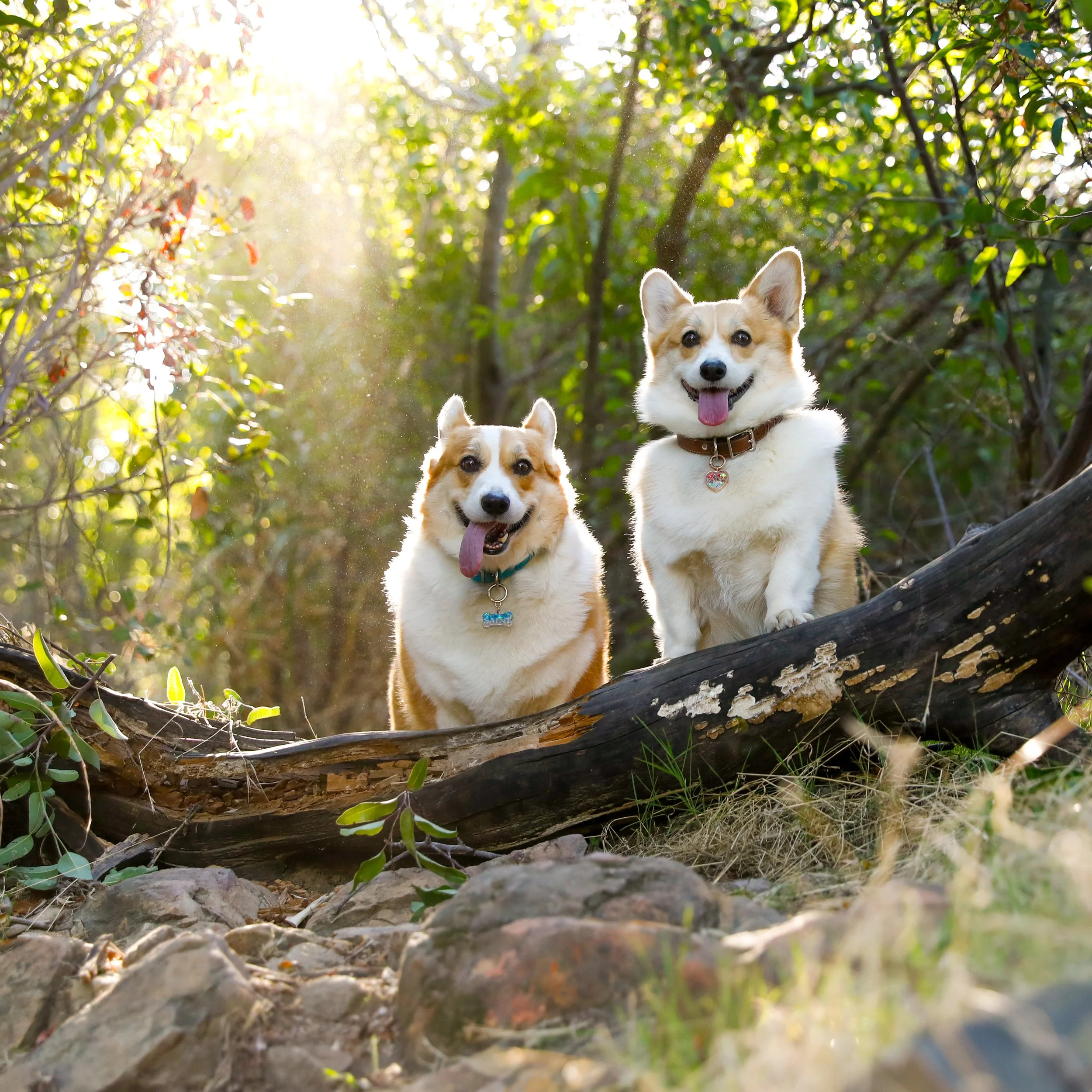 Two happy corgi dogs standing on a fallen tree trunk in a sunlit forest with green foliage.
