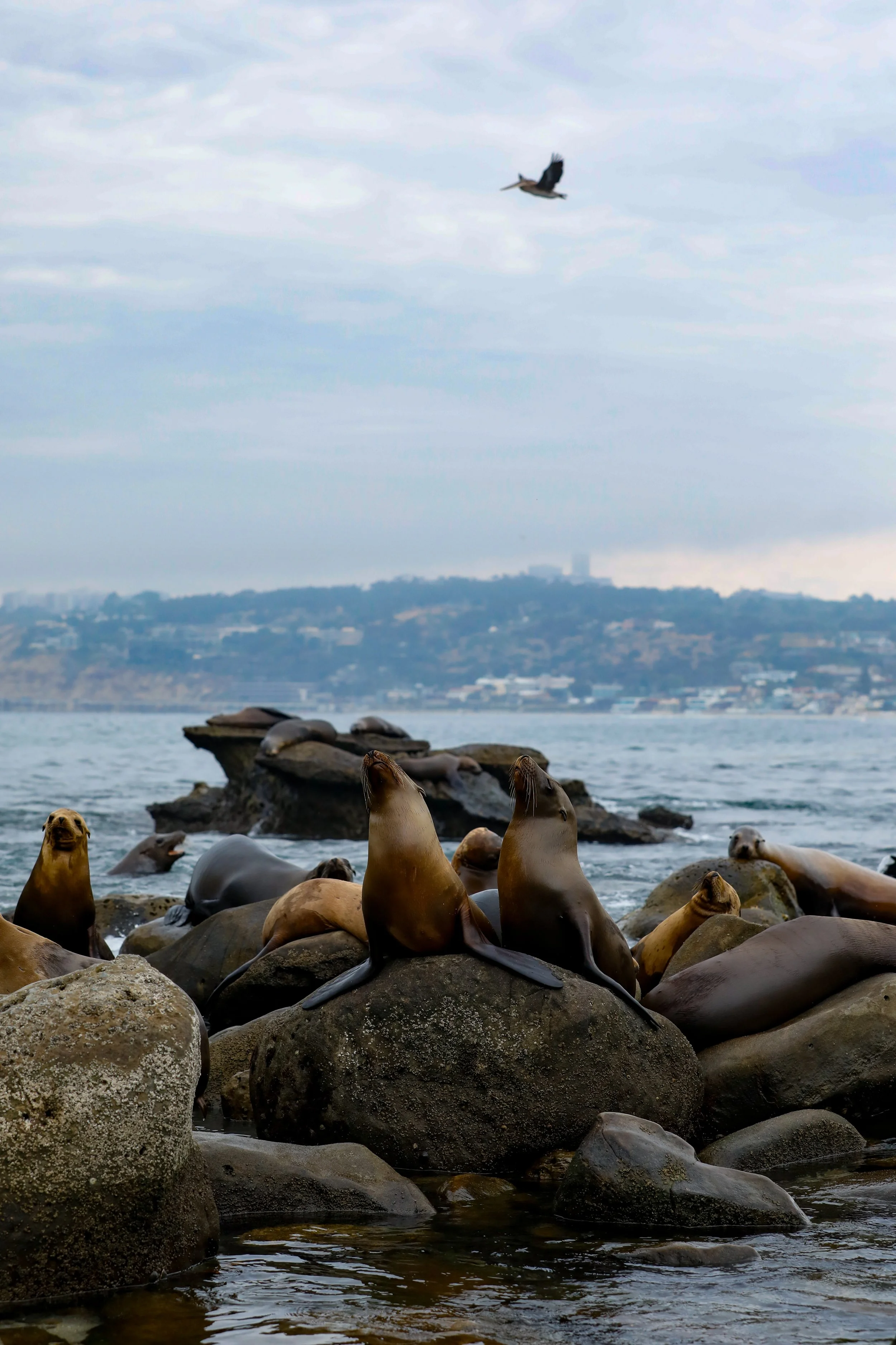 A group of sea lions resting on rocks near the water with a pelican flying overhead and a cityscape in the background.