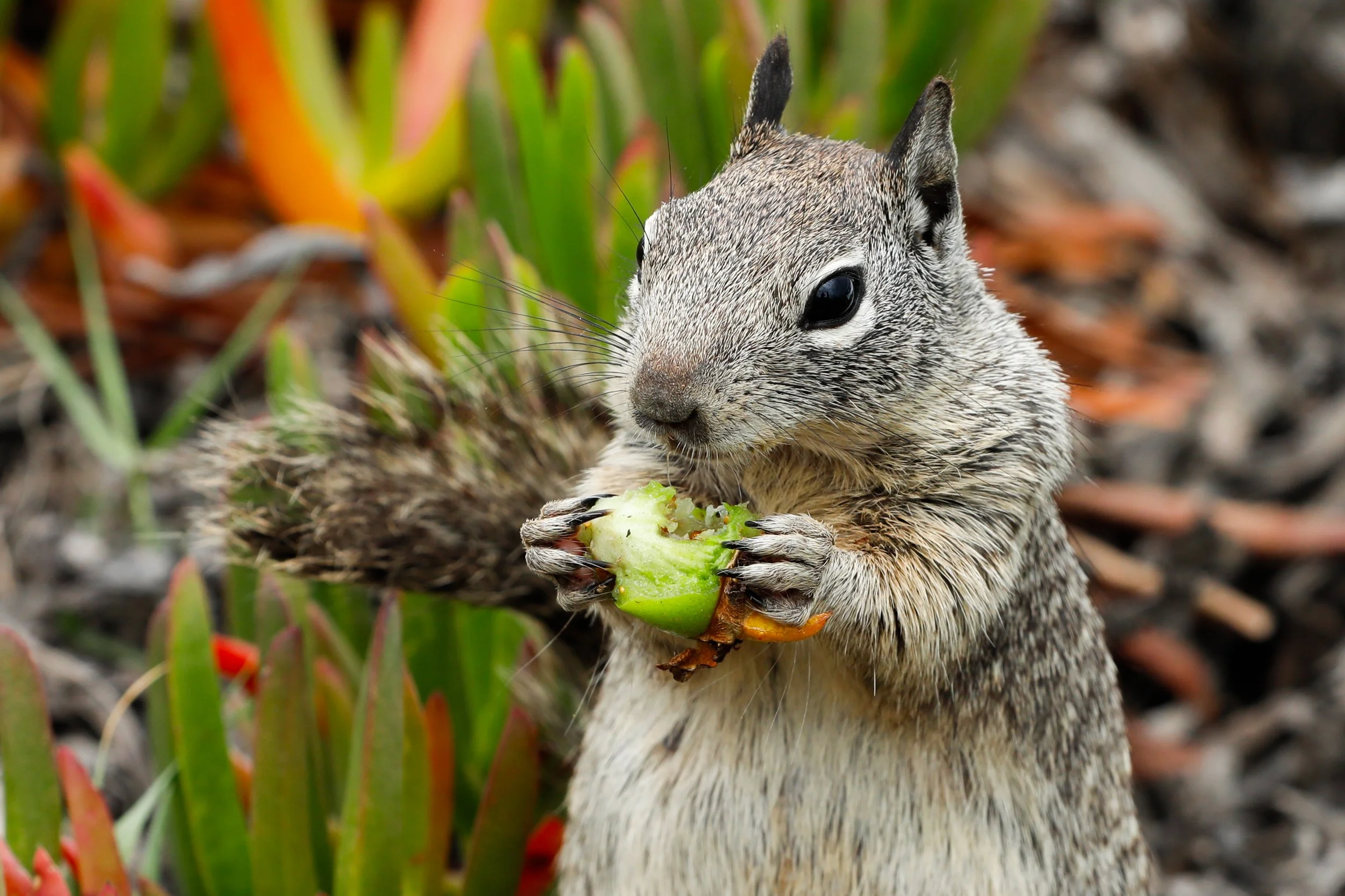 A squirrel holding and eating a green vegetable in a garden with plants and soil in the background.