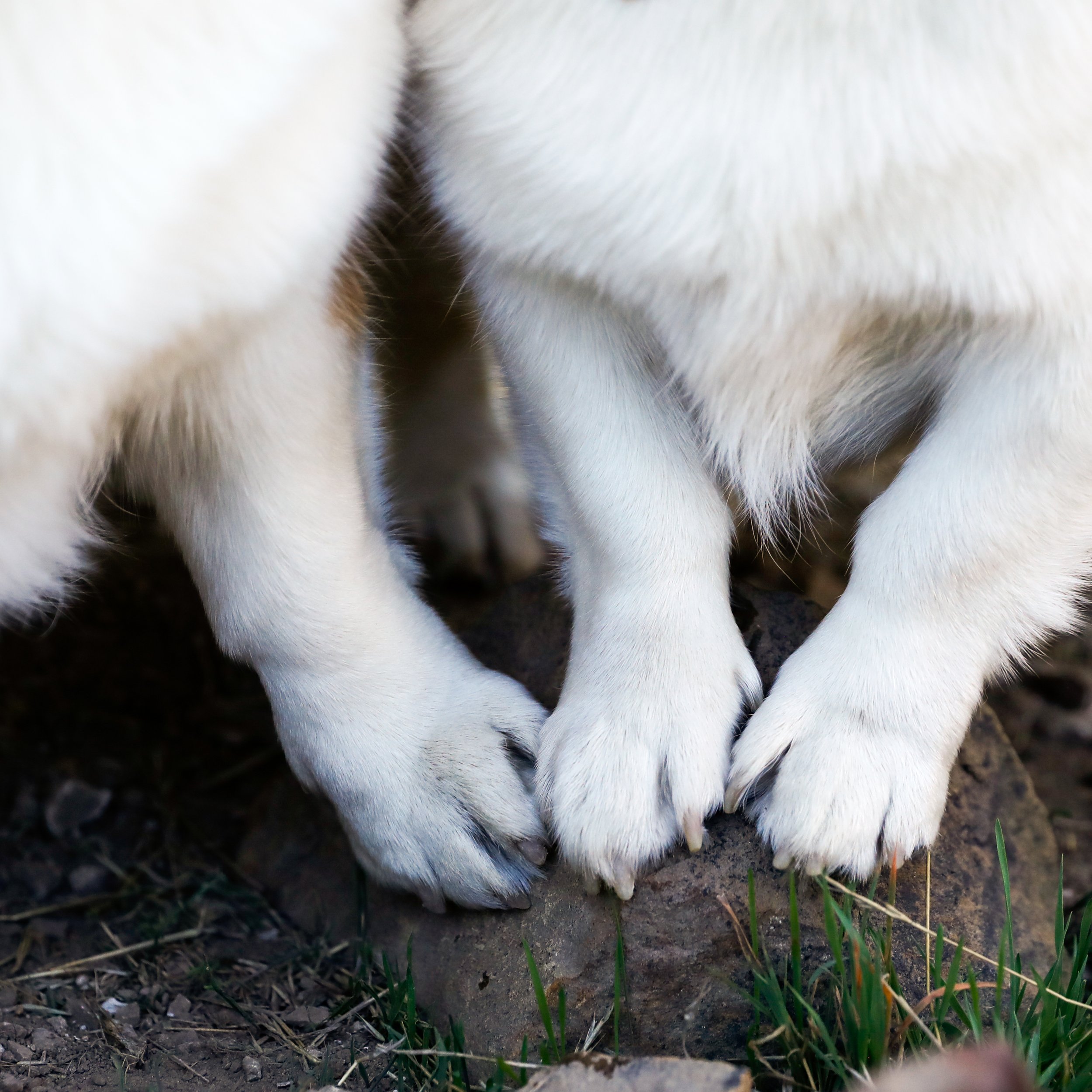 Close-up of two puppies' paws on a dirt ground with grass, showing white fur and black paw pads.