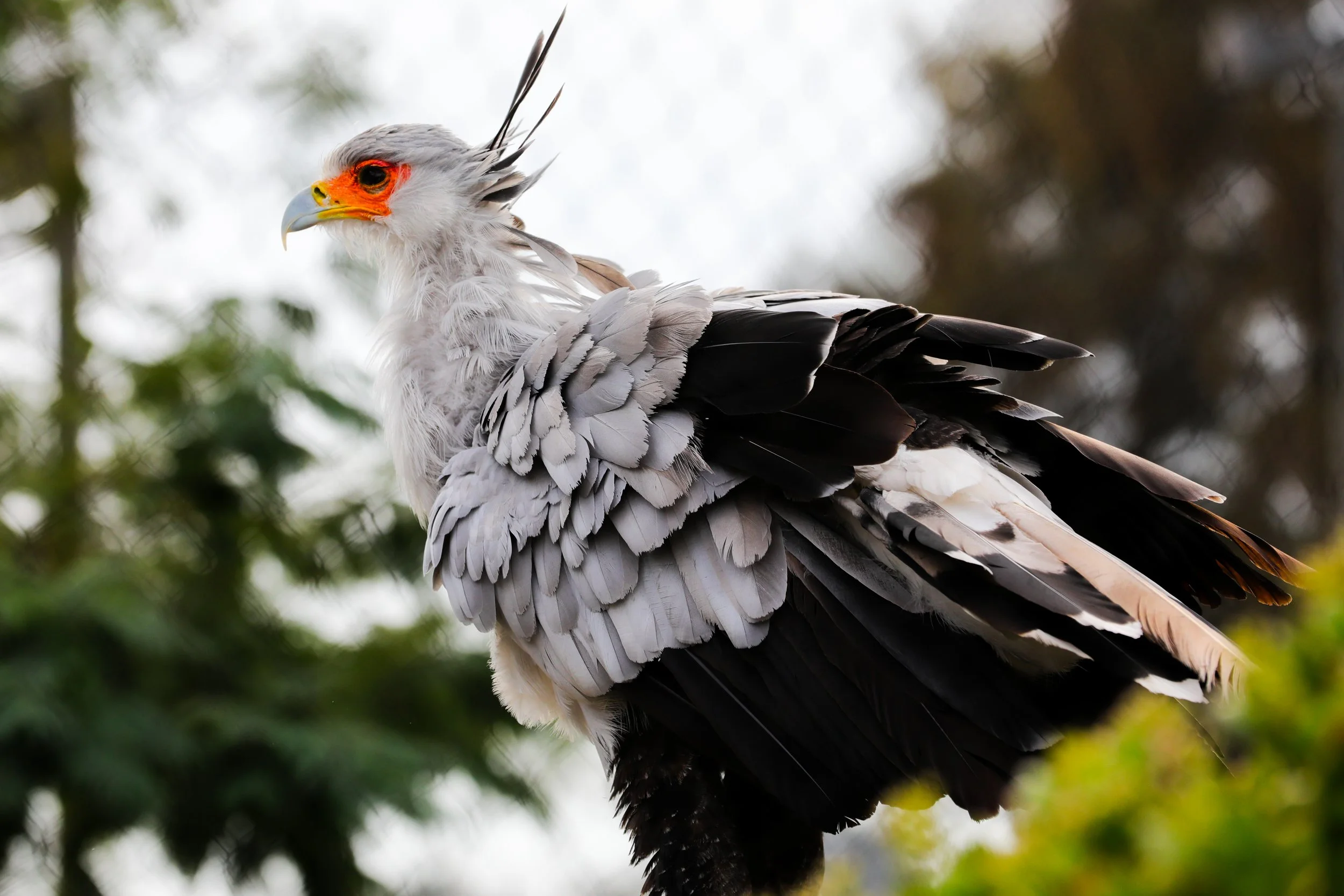 A close-up of an African fish eagle perched on a branch, with white and black feathers and a yellow beak.